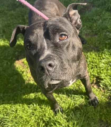 Oreo, a Adoptable mixed breed in Conway, SC image 2/3