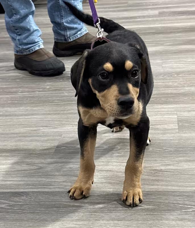 Lass, adopted, Puppy Female Rottweiler & Beagle.