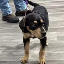 Enlarge Lass, an adopted mixed breed in Watertown, CT image 3/4