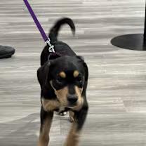 Enlarge Lass, an adopted mixed breed in Watertown, CT image 4/4