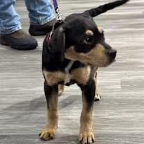 Enlarge Lass, an adopted mixed breed in Watertown, CT image 2/4