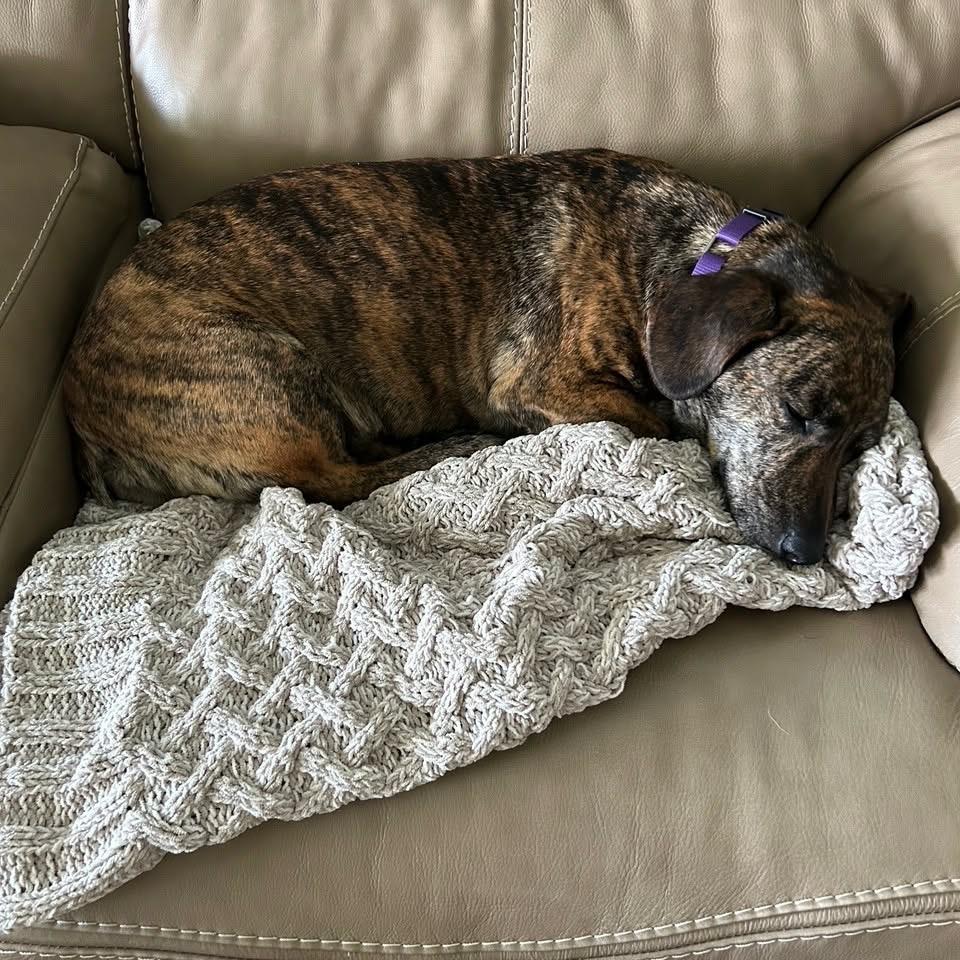 Enlarge Jasmine, a Adoptable mixed breed in Tomah, WI image 1/5