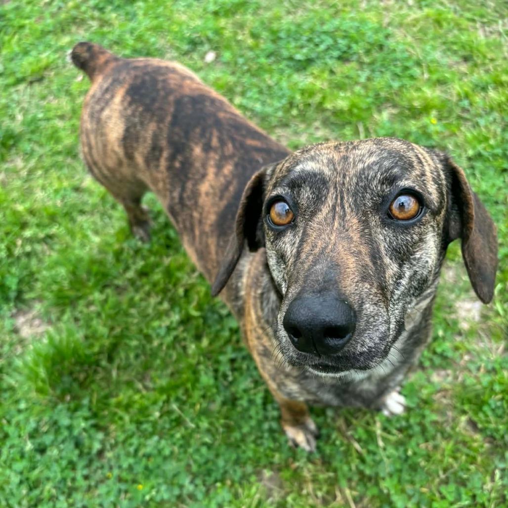 Enlarge Jasmine, a Adoptable mixed breed in Tomah, WI image 2/5