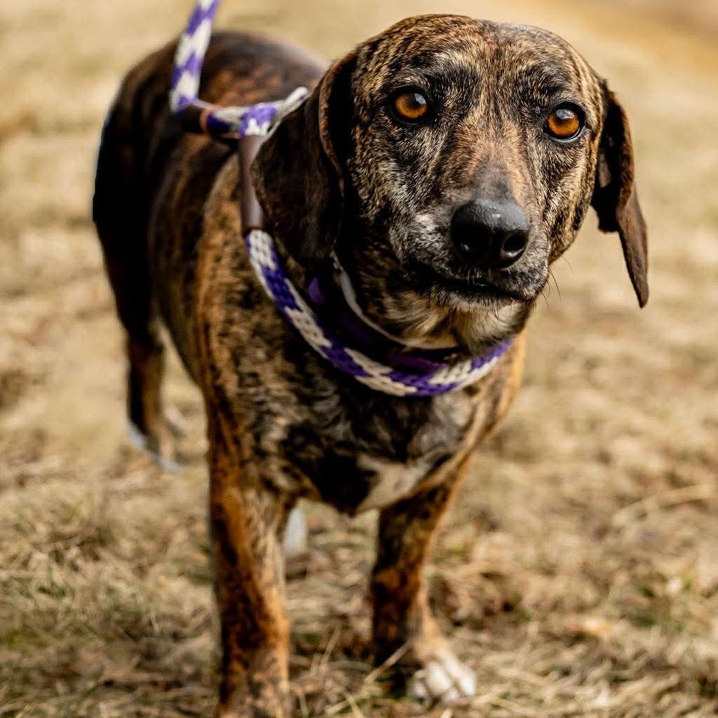 Enlarge Jasmine, a Adoptable mixed breed in Tomah, WI image 3/5