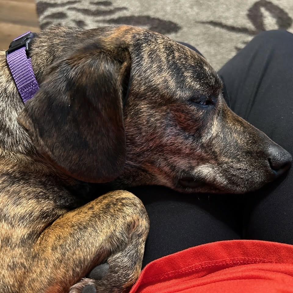 Enlarge Jasmine, a Adoptable mixed breed in Tomah, WI image 4/5