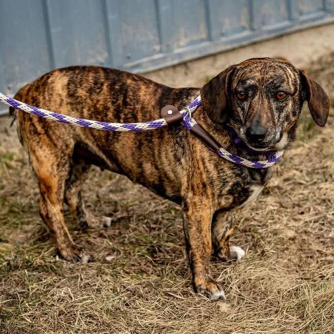 Enlarge Jasmine, a Adoptable mixed breed in Tomah, WI image 5/5