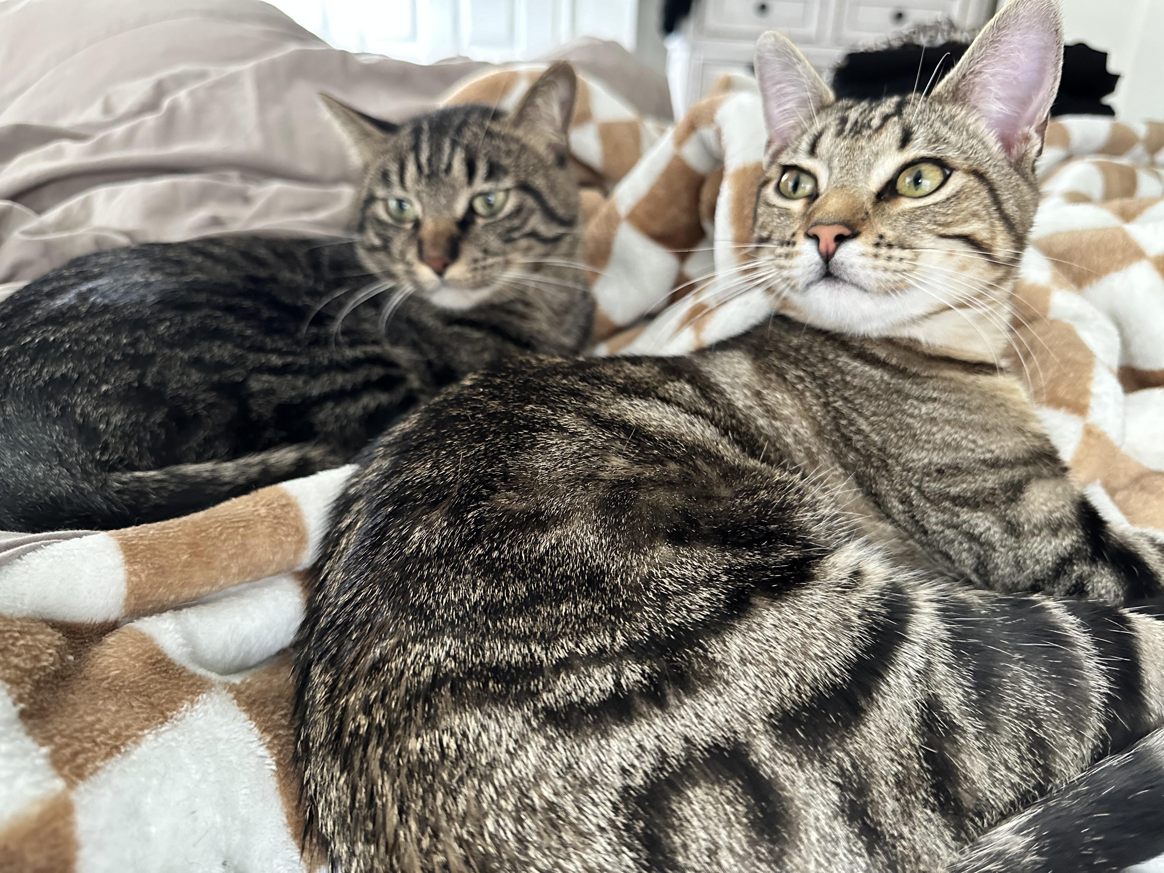Enlarge Rouger, a Adoptable Tabby in Las Vegas, NV image 4/6