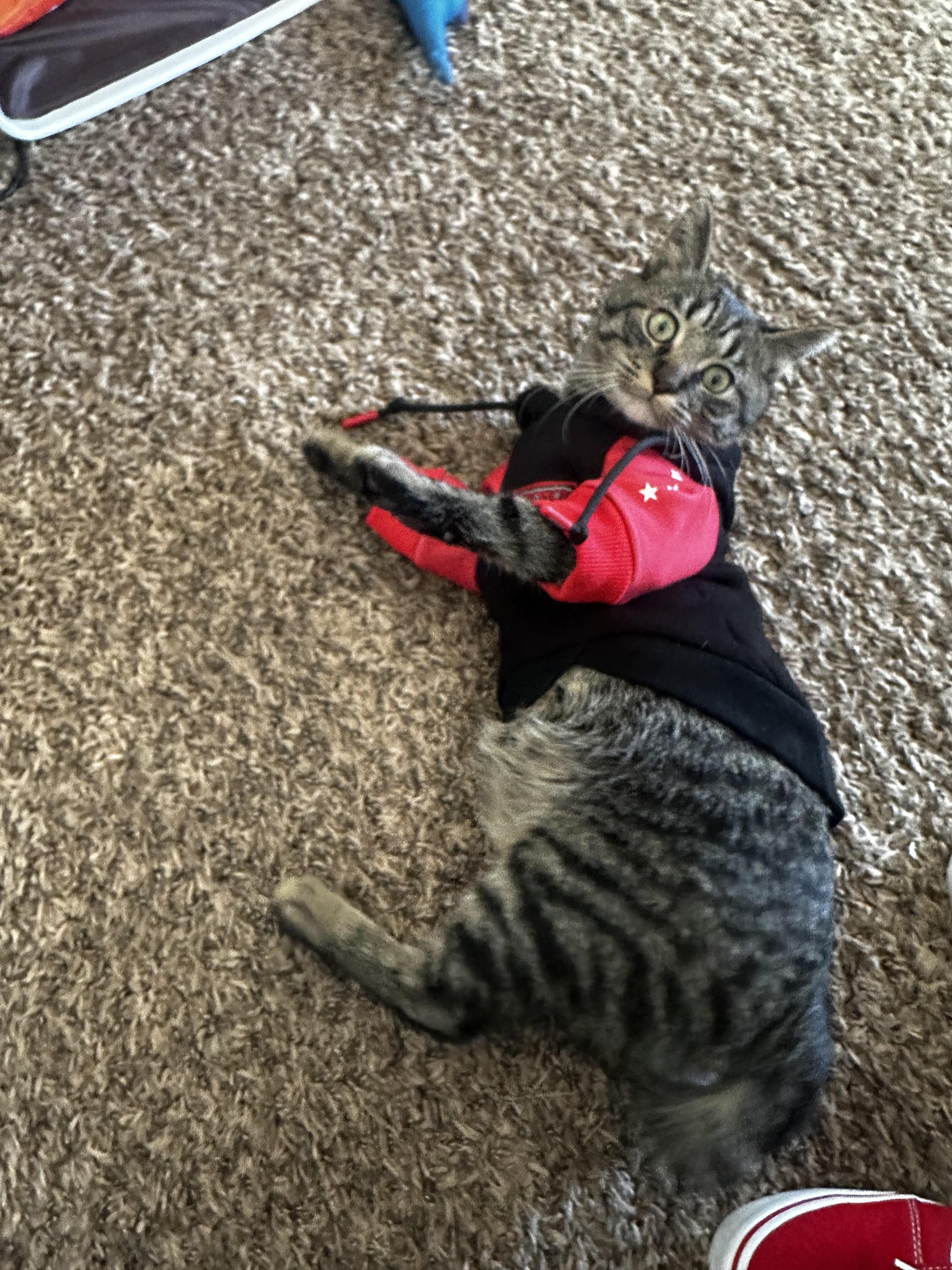 Enlarge Rouger, a Adoptable Tabby in Las Vegas, NV image 2/6