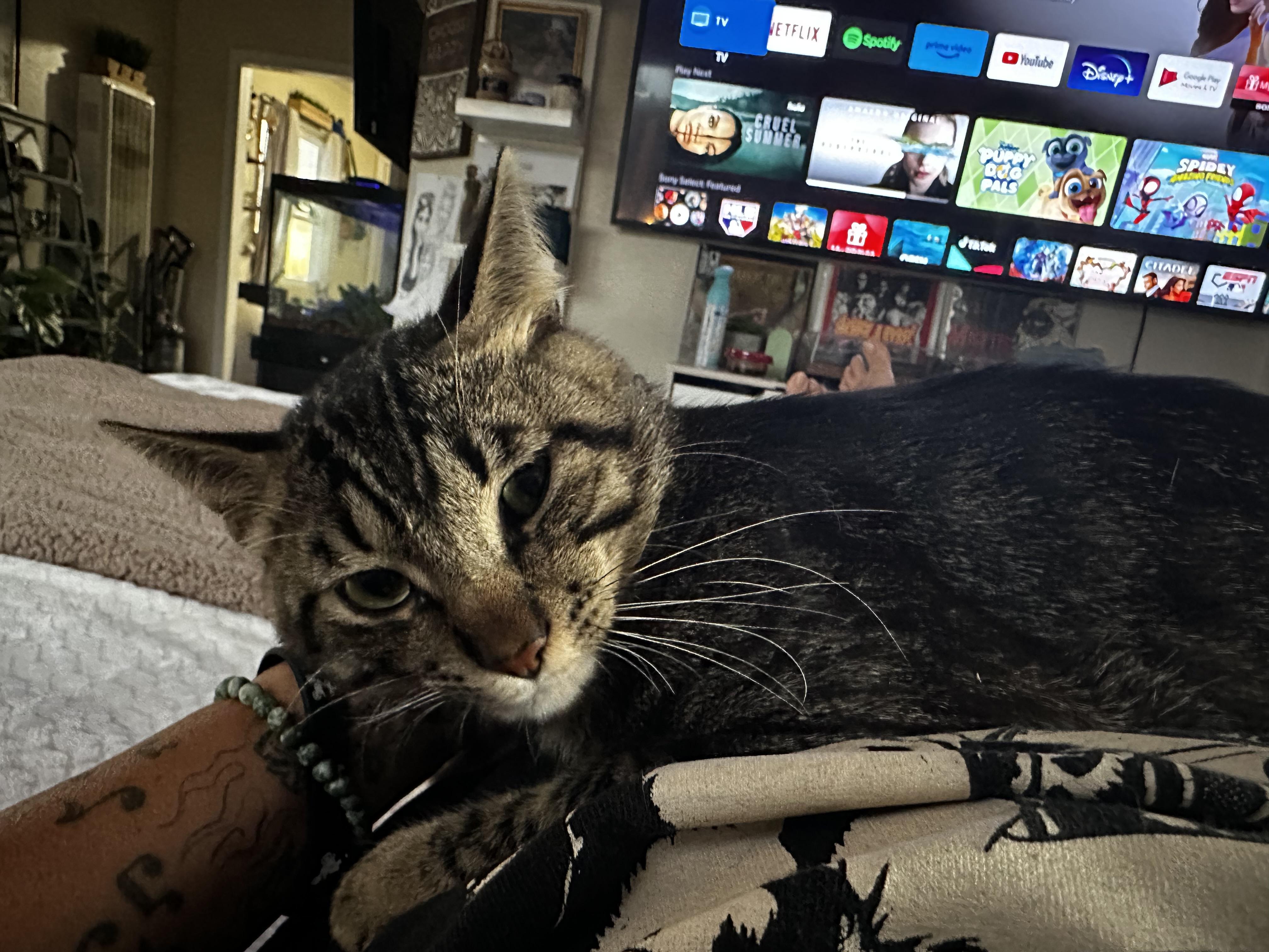 Enlarge Rouger, a Adoptable Tabby in Las Vegas, NV image 6/6