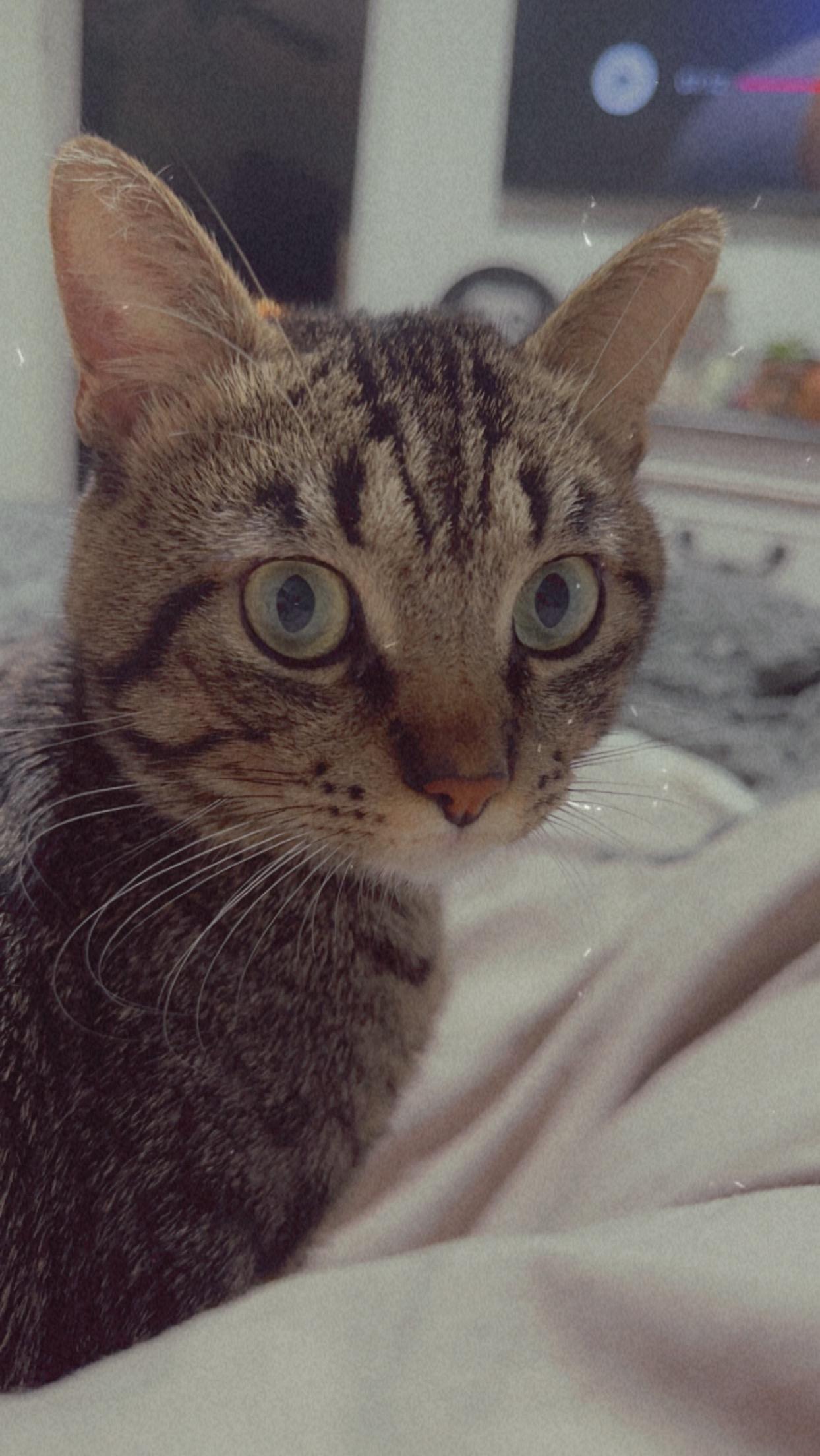 Rouger, Adoptable, Adult Male Tabby.