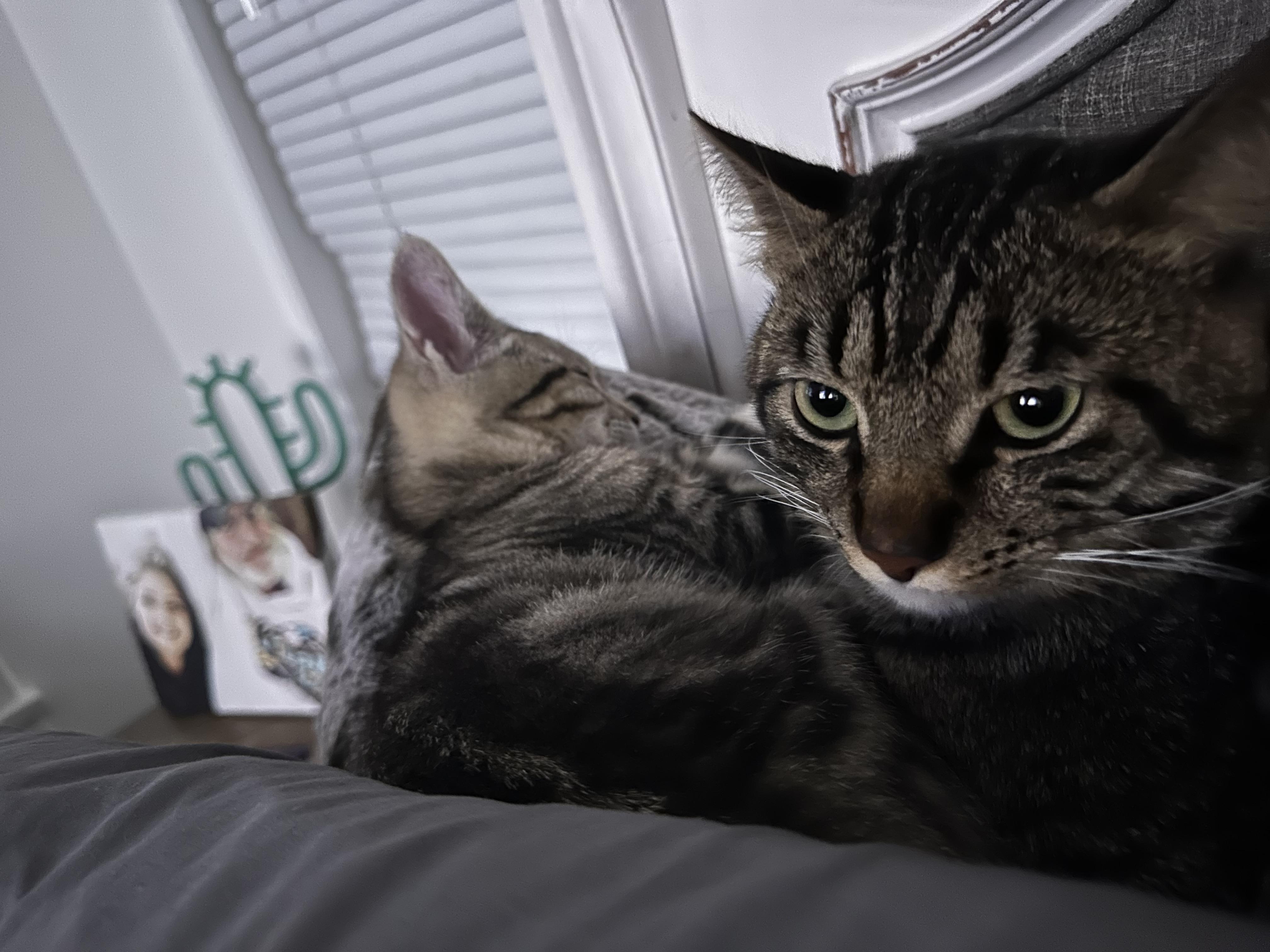 Enlarge Rouger, a Adoptable Tabby in Las Vegas, NV image 5/6