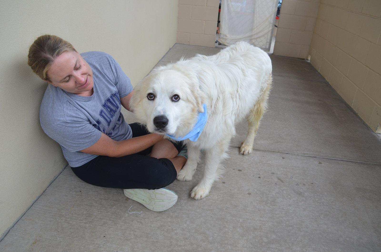 Zoran, Adoptable, Adult Male Great Pyrenees.