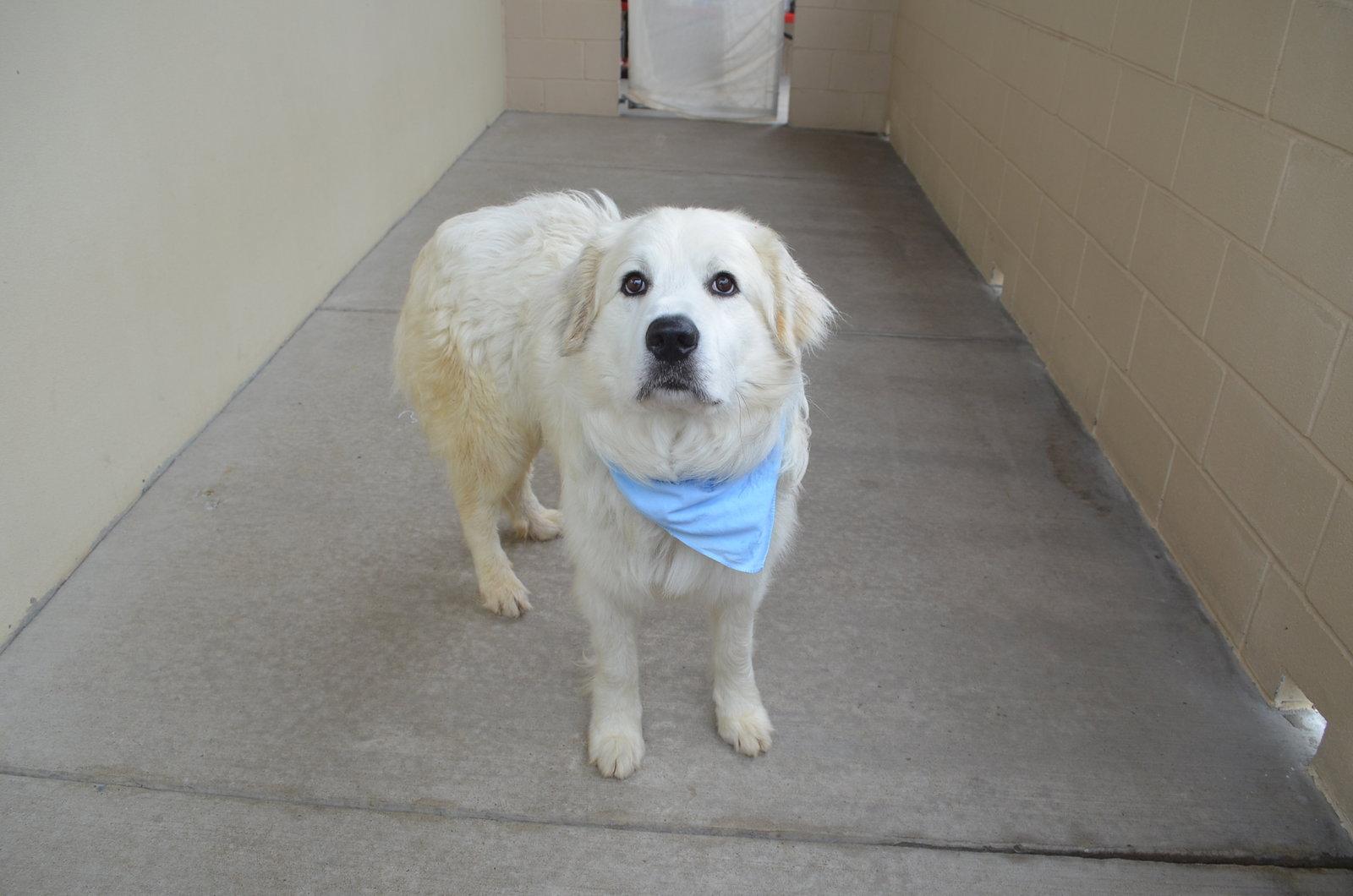 Enlarge Zoran, a Adoptable Great Pyrenees in McKinney, TX image 2/3