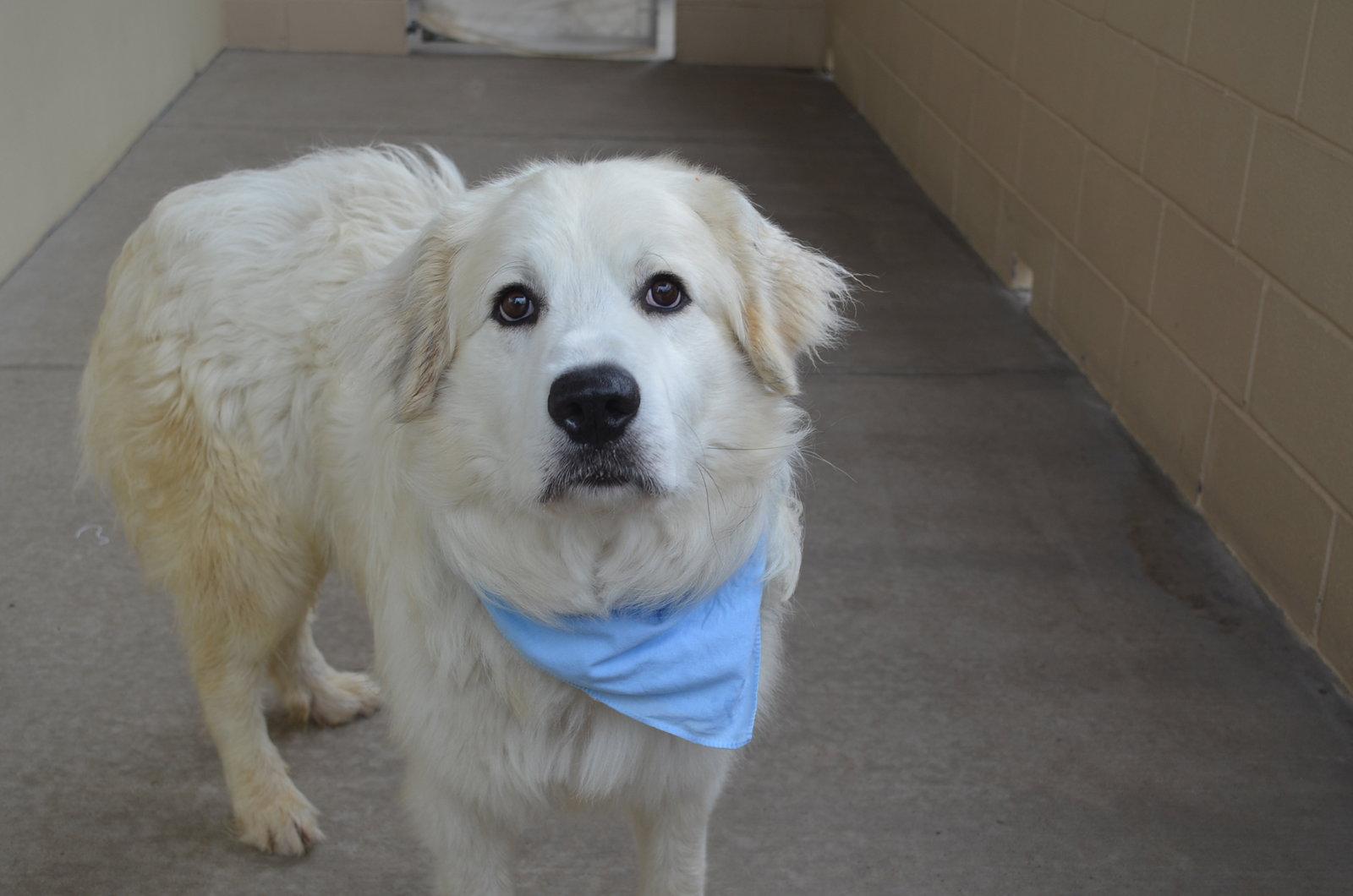Enlarge Zoran, a Adoptable Great Pyrenees in McKinney, TX image 3/3