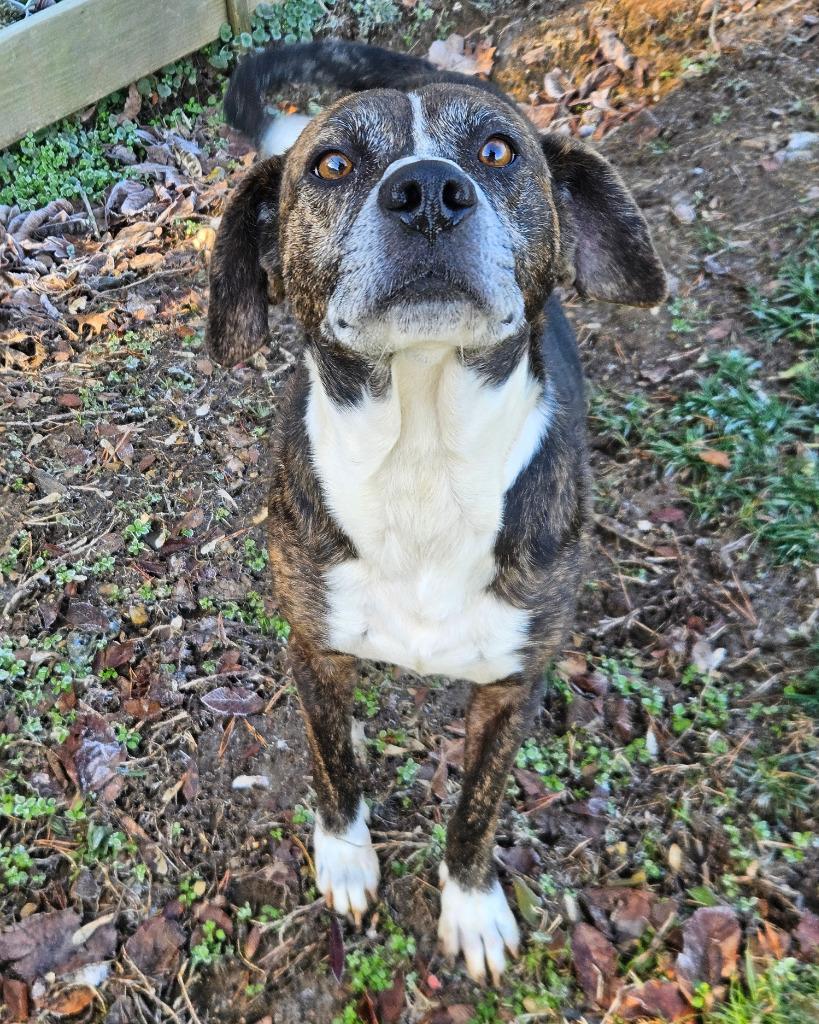 Enlarge Robby, a Adoptable mixed breed in Maryville, TN image 1/3