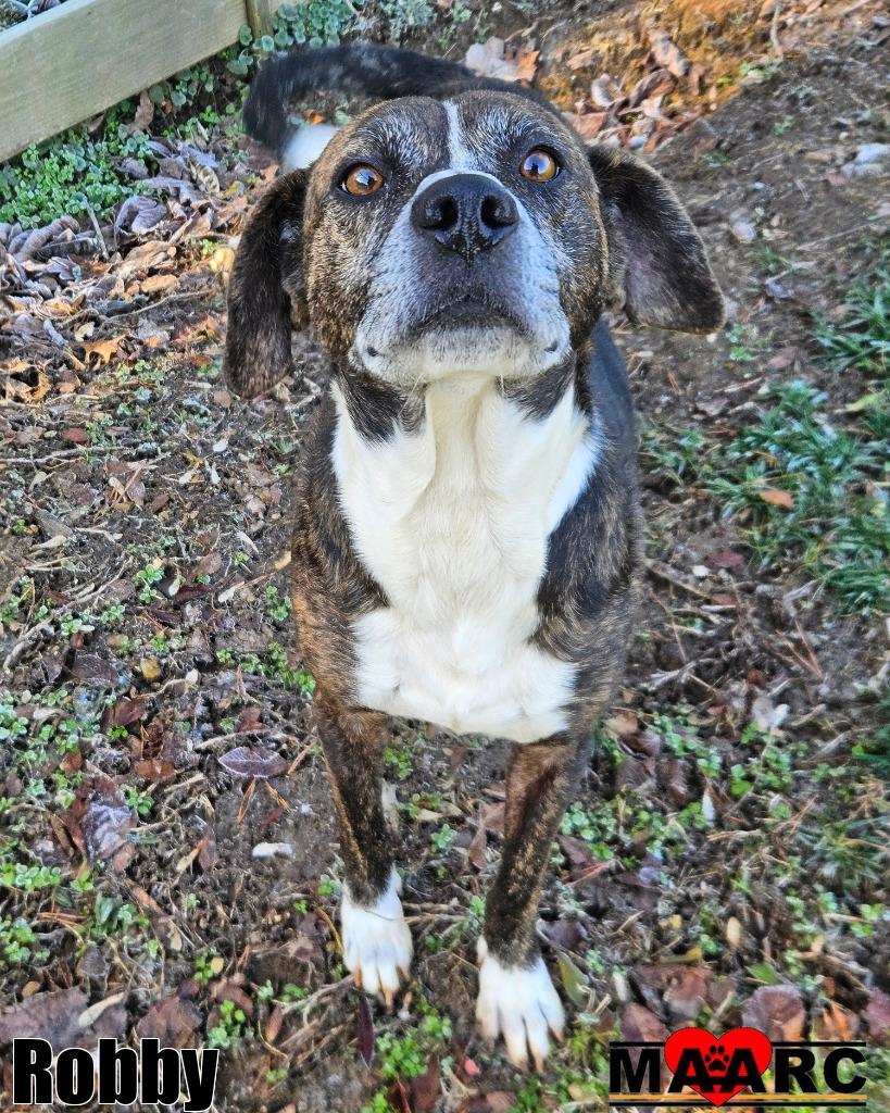 Enlarge Robby, a Adoptable mixed breed in Maryville, TN image 2/3