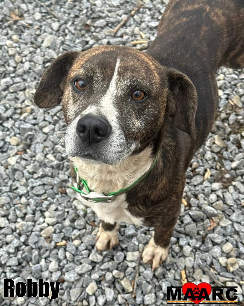 Enlarge Robby, a Adoptable mixed breed in Maryville, TN image 3/3
