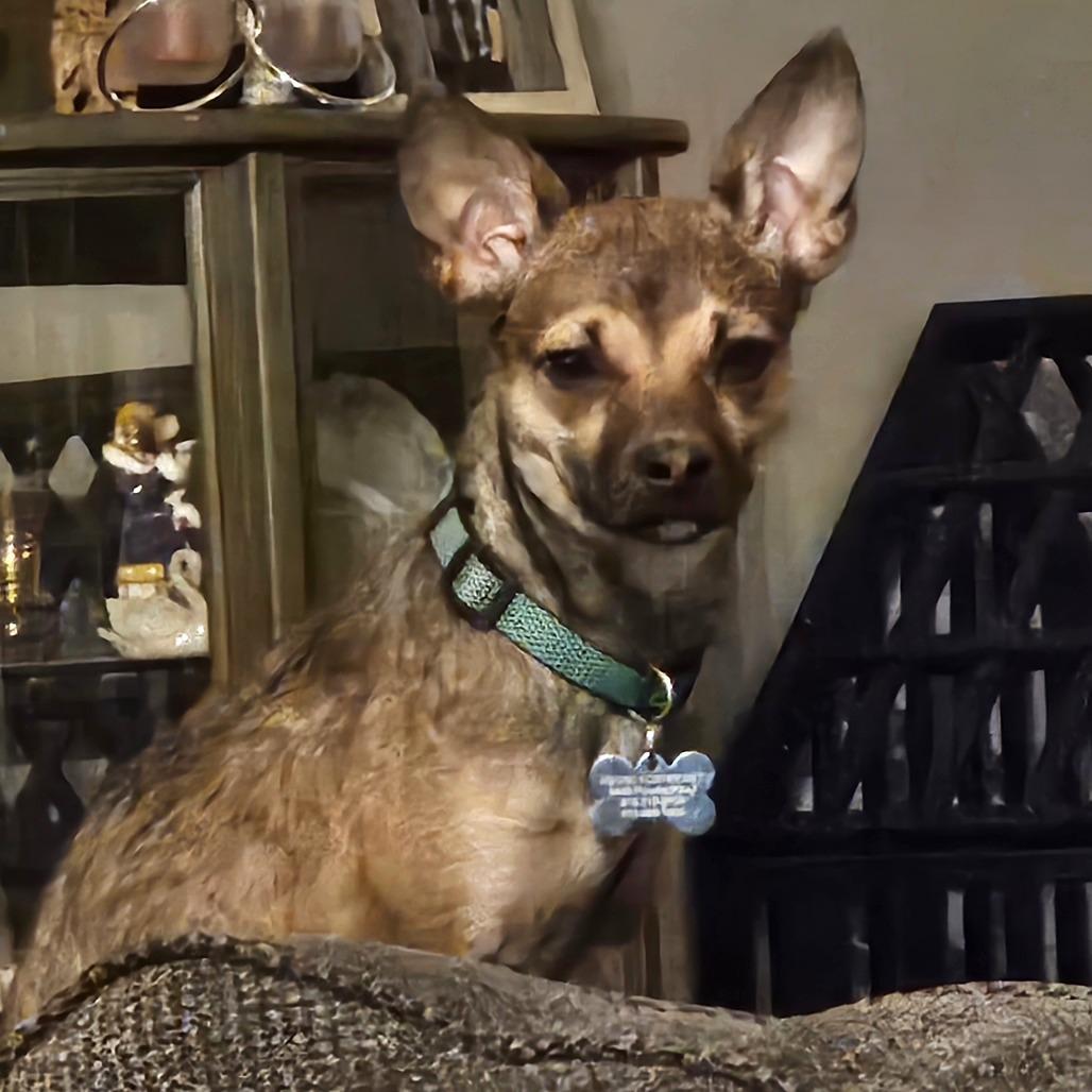 Enlarge Starlight, a ADOPTABLE mixed breed in KANSAS CITY, KS image 1/1