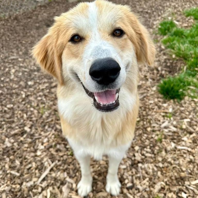 Junie, a ADOPTABLE mixed breed in Pacific, MO image 3/3