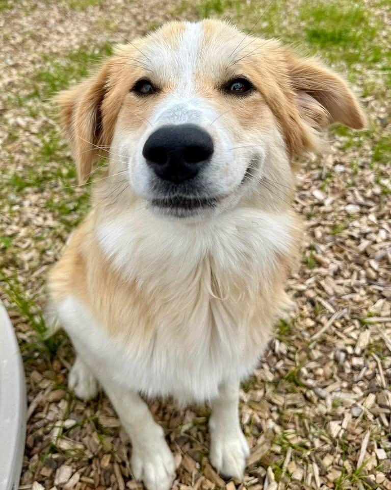 Junie, a ADOPTABLE mixed breed in Pacific, MO image 2/3
