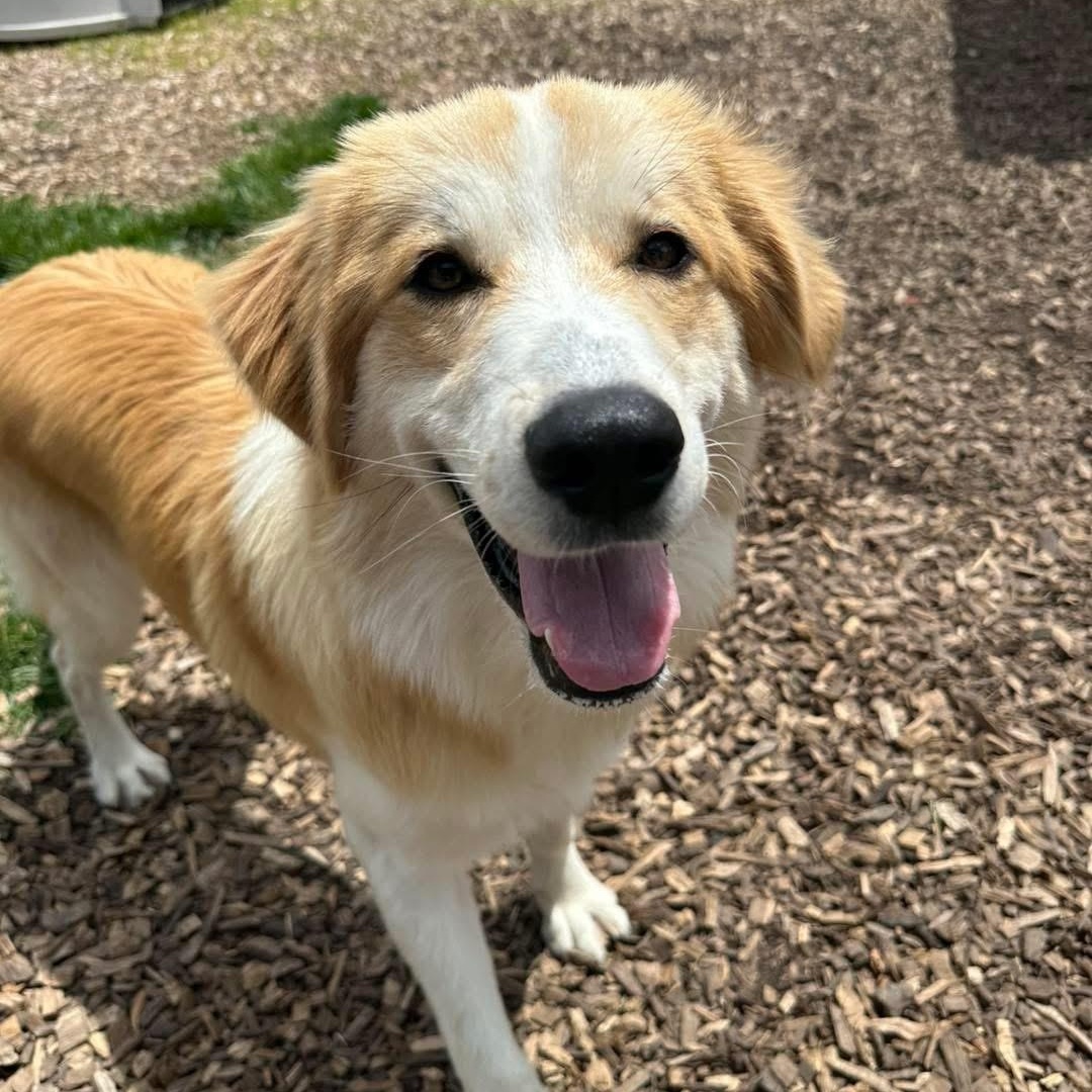 Junie, a ADOPTABLE mixed breed in Pacific, MO image 1/3