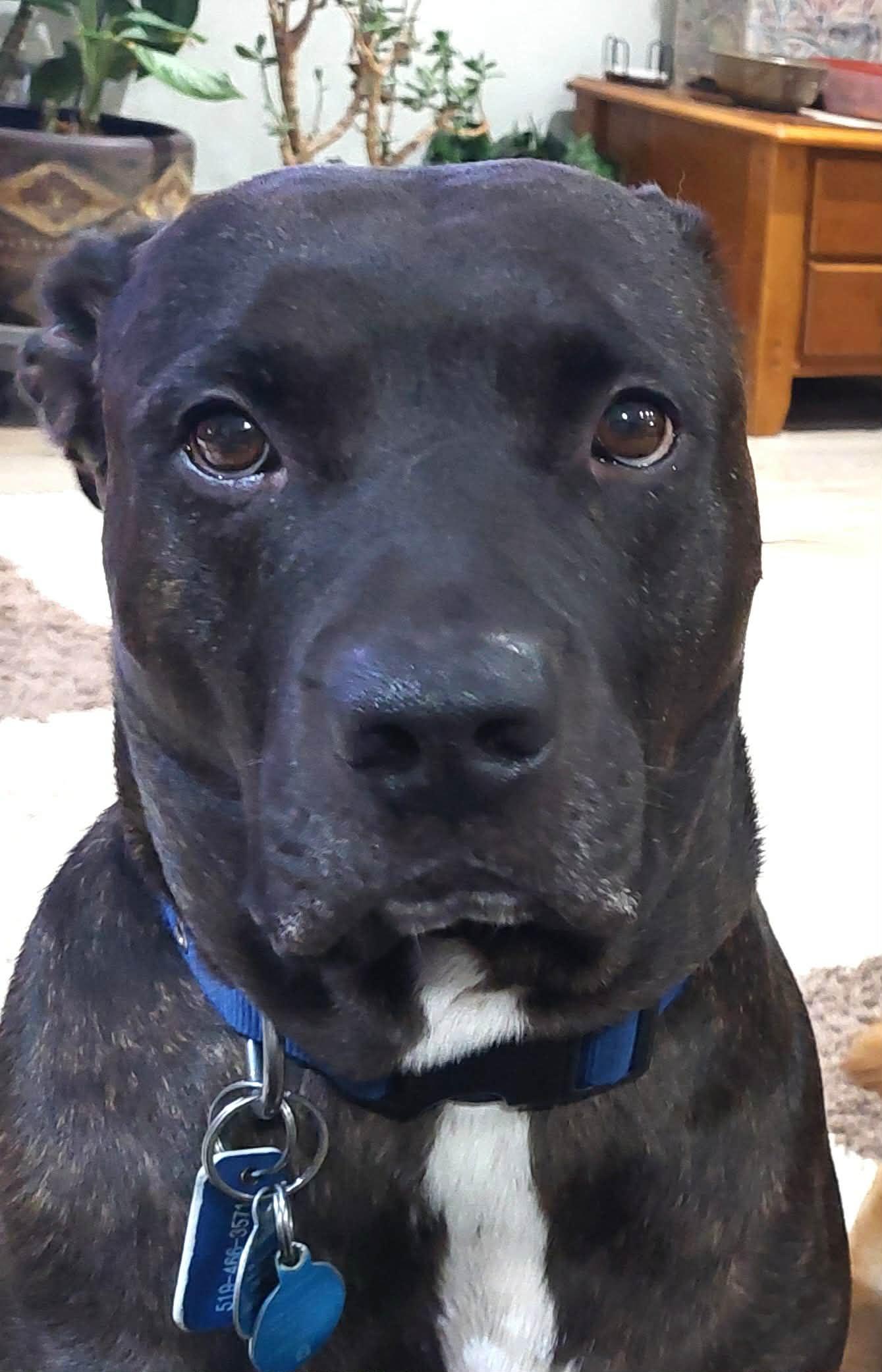 Enlarge Ryker, a ADOPTABLE mixed breed in Appin, ON image 1/5
