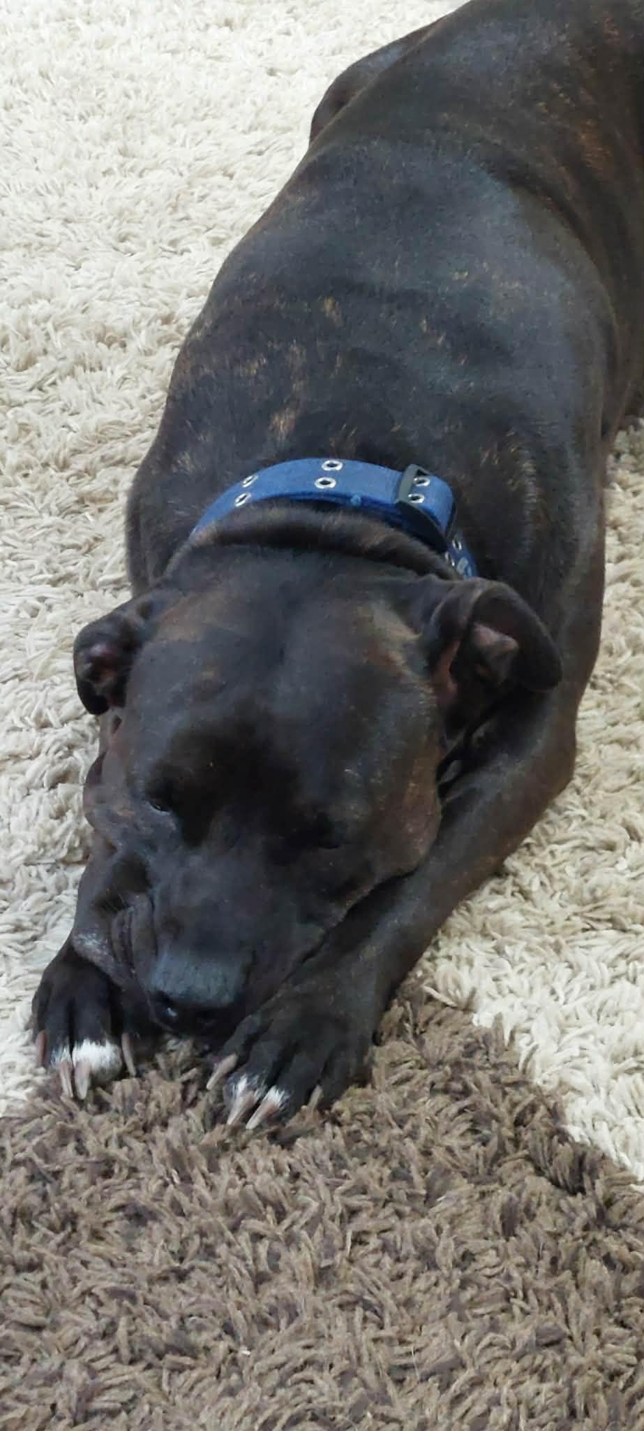 Enlarge Ryker, a ADOPTABLE mixed breed in Appin, ON image 3/5