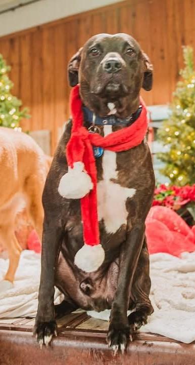 Enlarge Ryker, a ADOPTABLE mixed breed in Appin, ON image 2/5