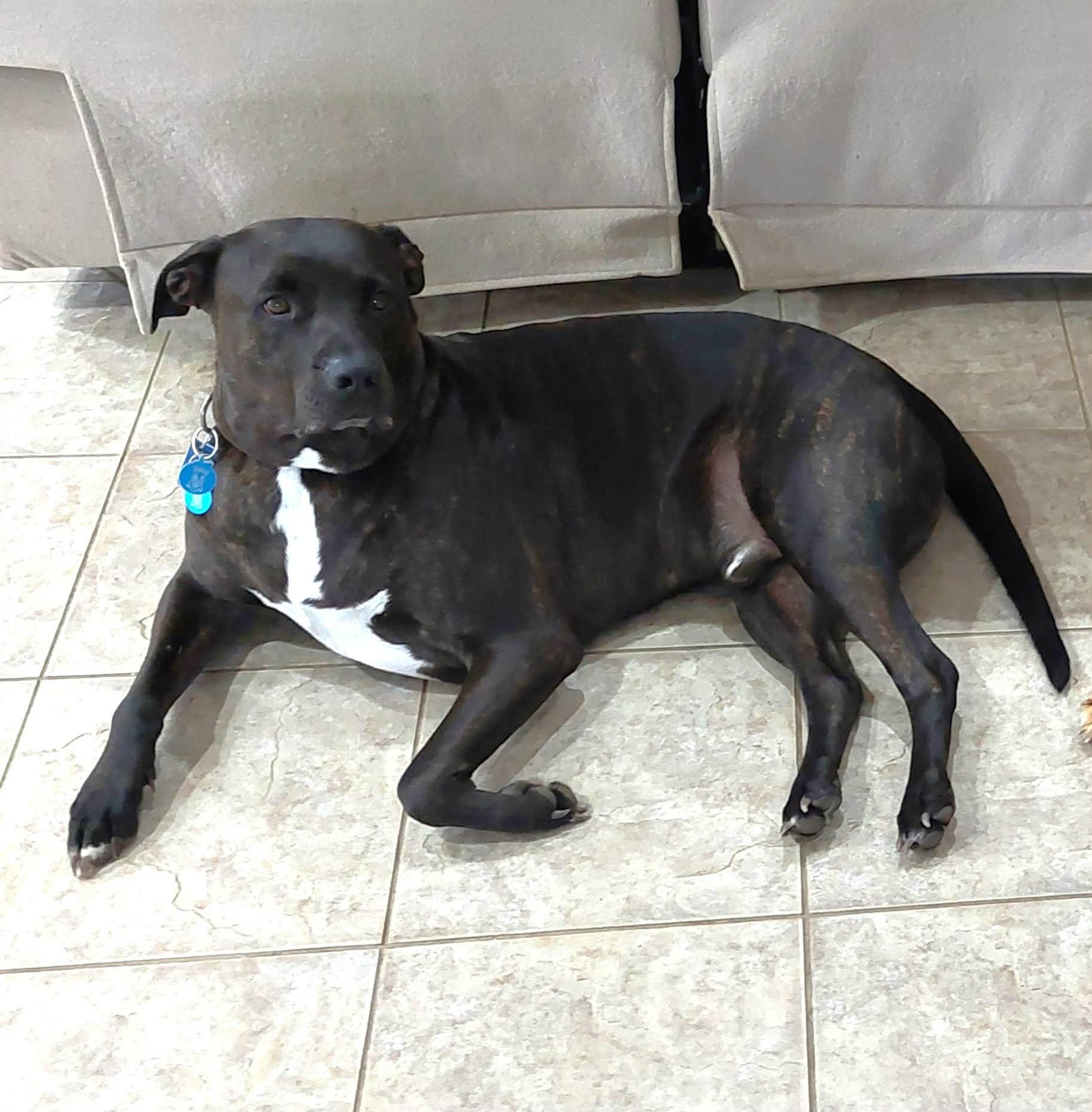 Enlarge Ryker, a ADOPTABLE mixed breed in Appin, ON image 5/5