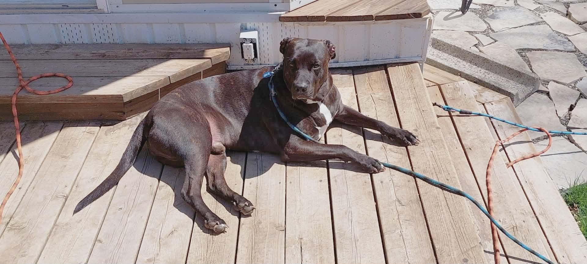 Enlarge Ryker, a ADOPTABLE mixed breed in Appin, ON image 4/5