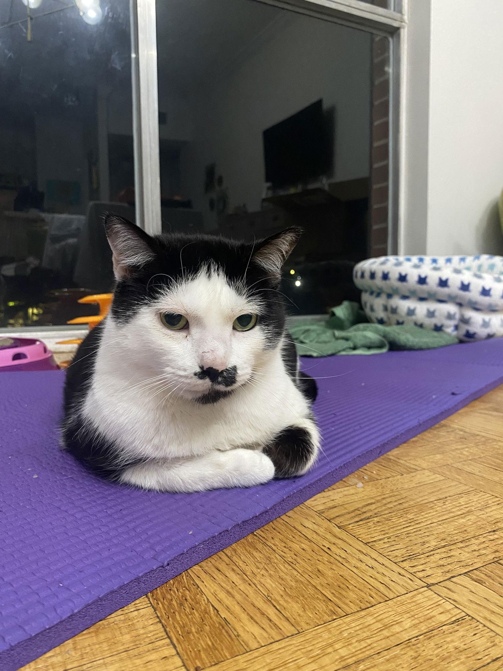 Coconut Milk, Adoptable, Adult Female Domestic Short Hair.