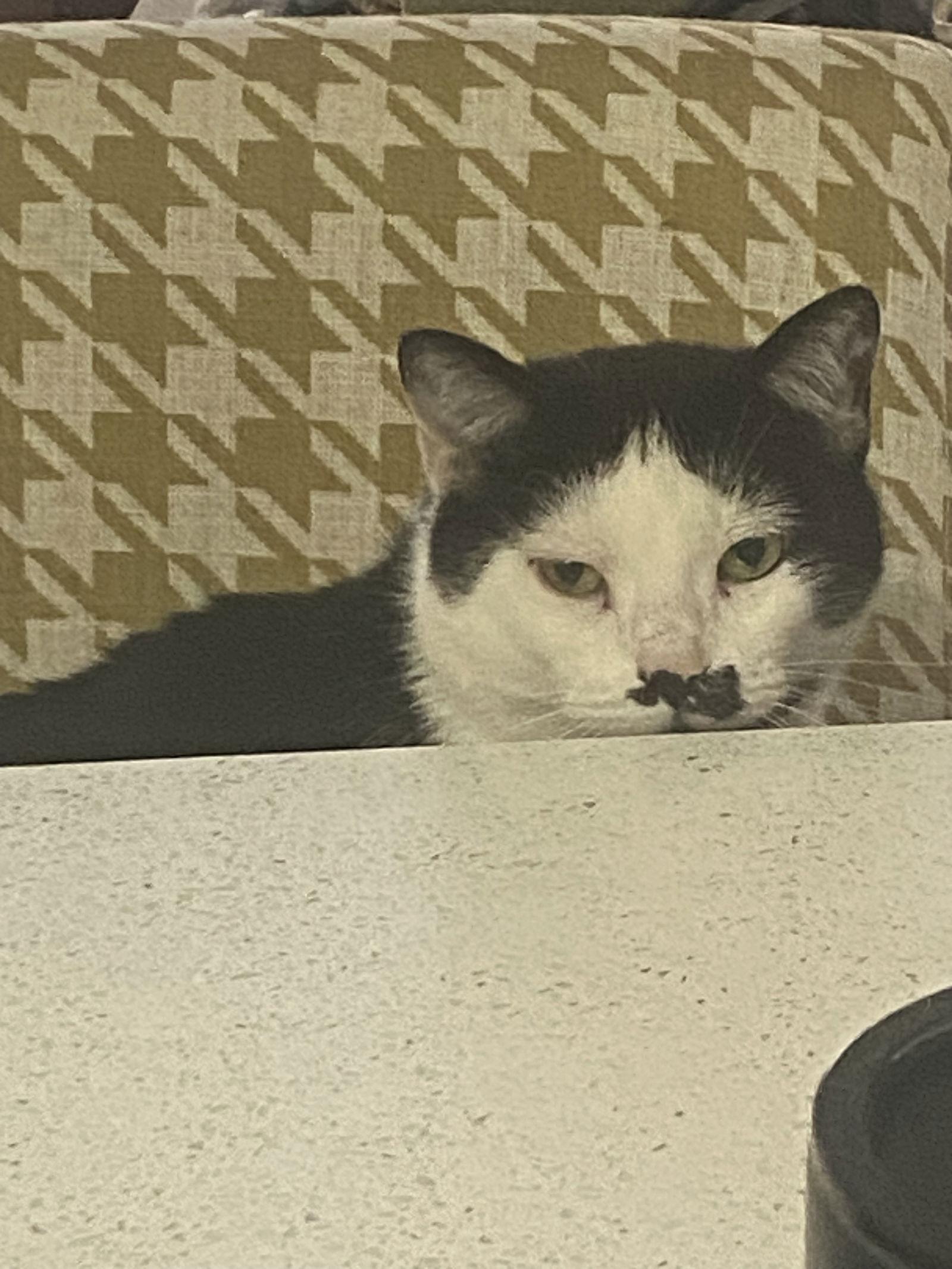 Enlarge Coconut Milk, a Adoptable Domestic Short Hair in Alpharetta, GA image 2/3