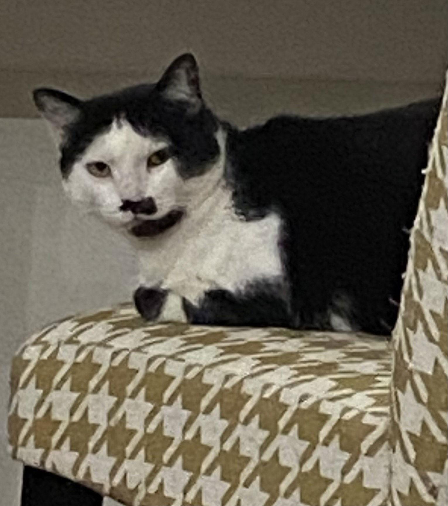 Enlarge Coconut Milk, a Adoptable Domestic Short Hair in Alpharetta, GA image 3/3