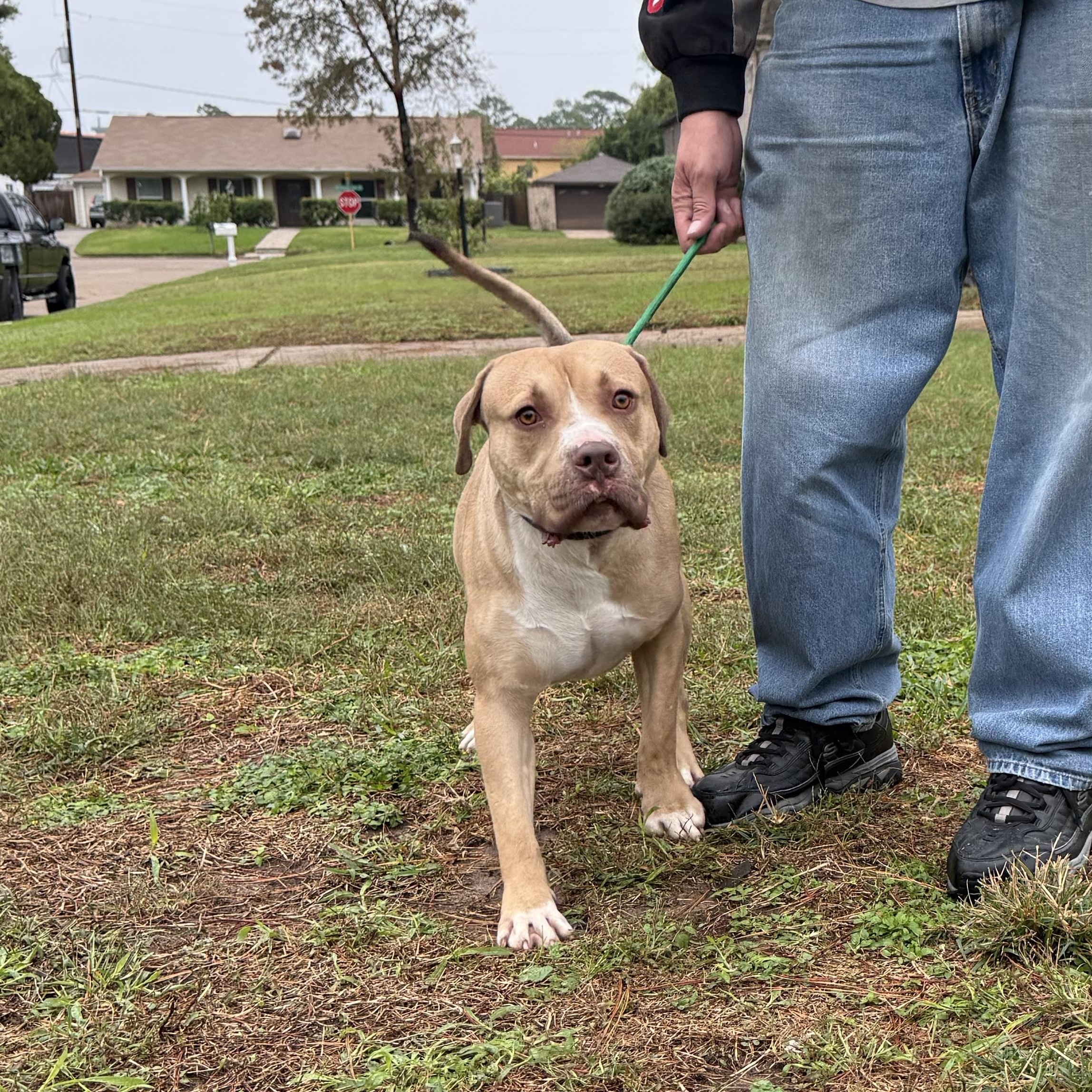 Bruce, Adoptable, Young Male American Bulldog.
