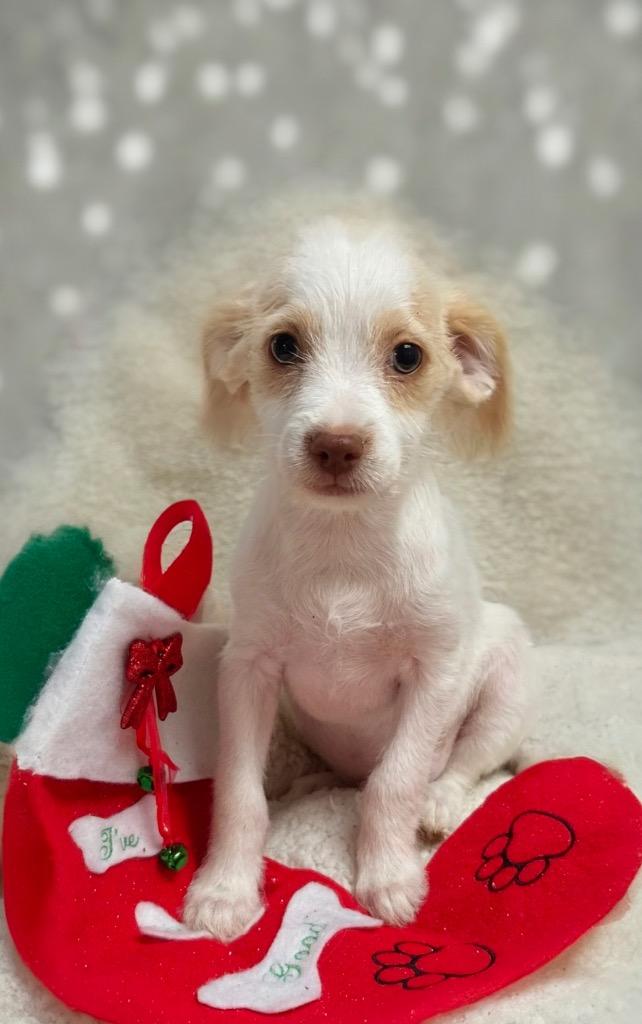 Gummy, Adoptable, Puppy Male Terrier.