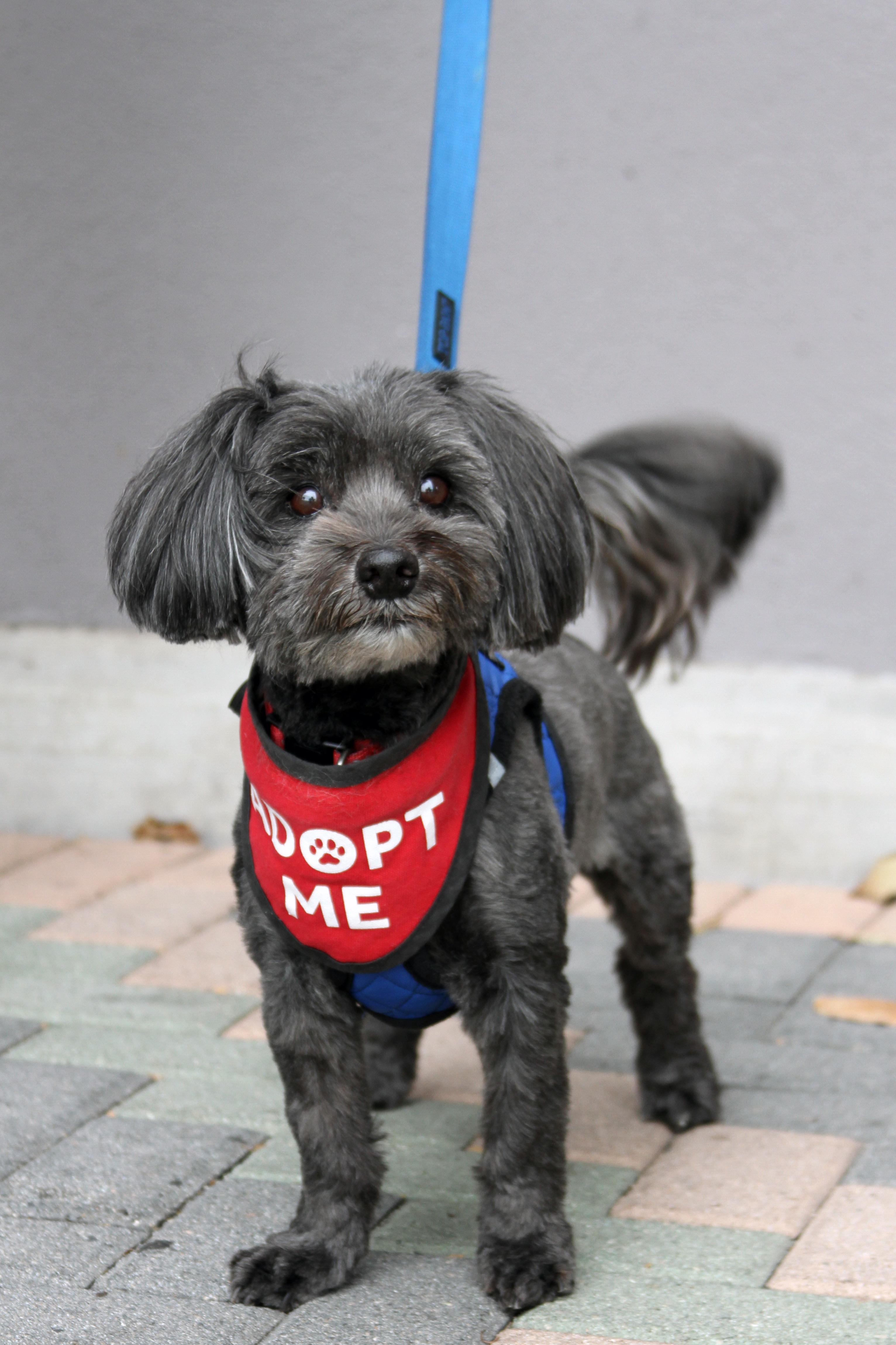 Enlarge Chewie, a Adoptable mixed breed in Mission Viejo, CA image 4/4