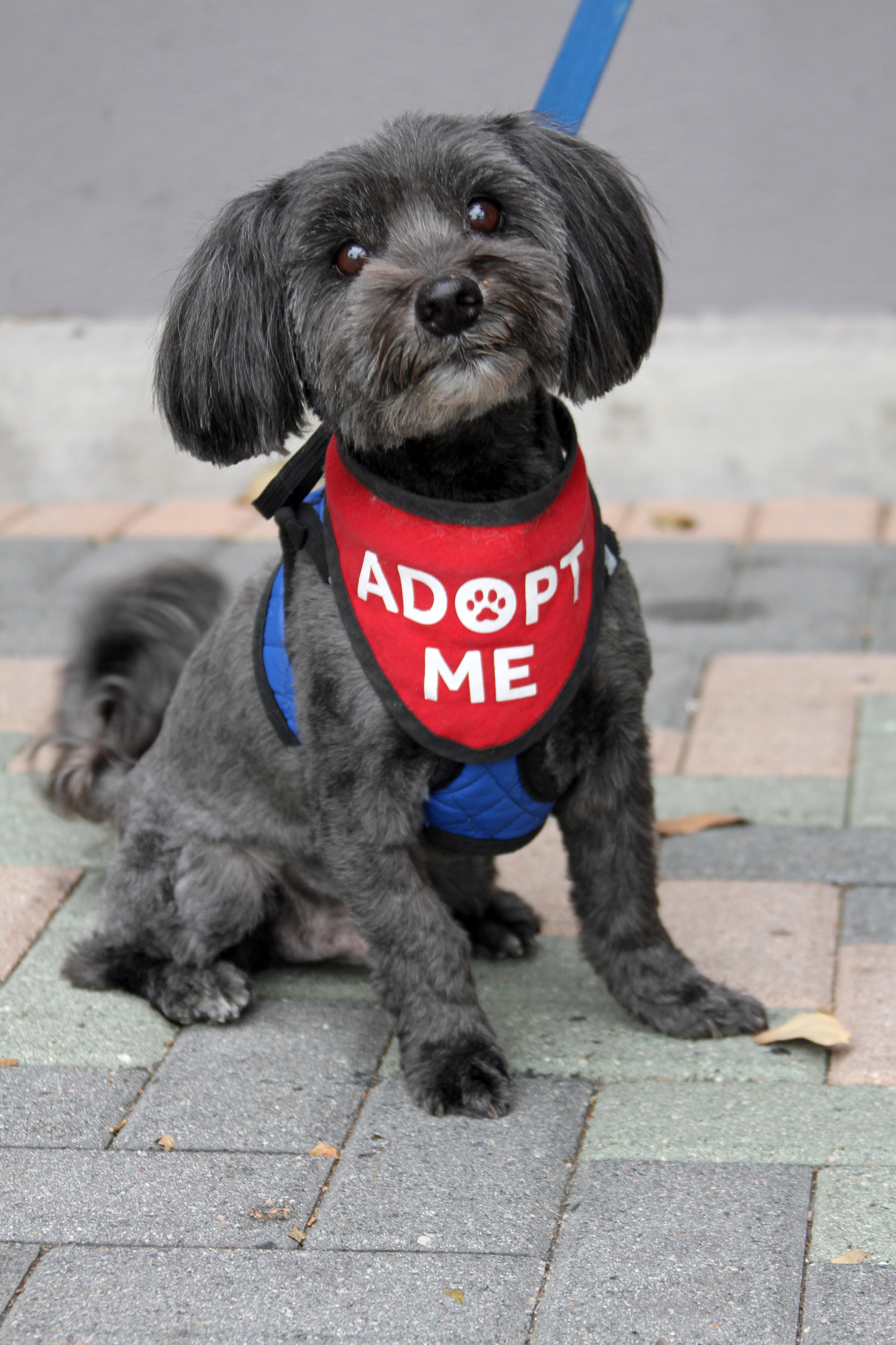 Enlarge Chewie, a Adoptable mixed breed in Mission Viejo, CA image 2/4