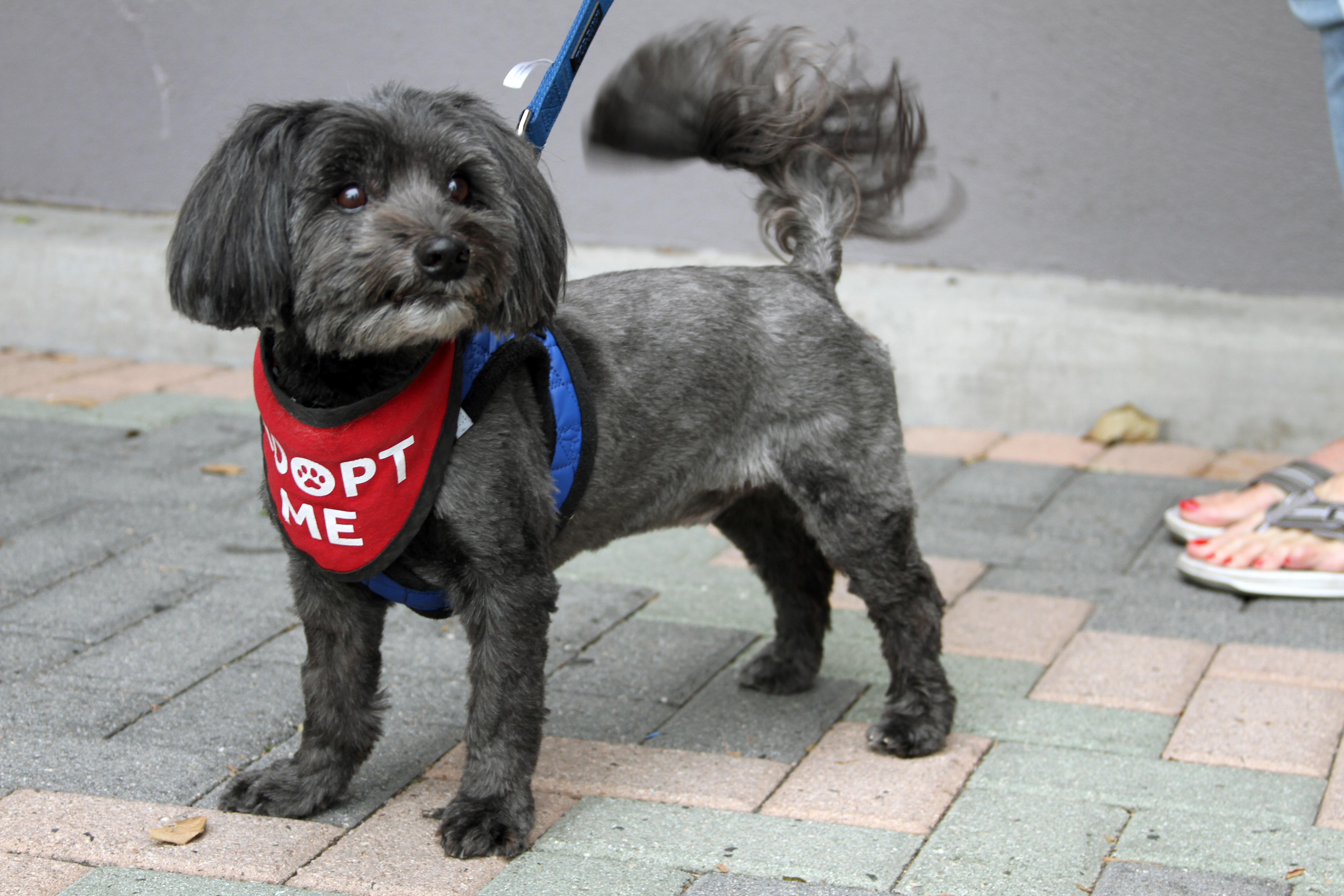 Enlarge Chewie, a Adoptable mixed breed in Mission Viejo, CA image 3/4