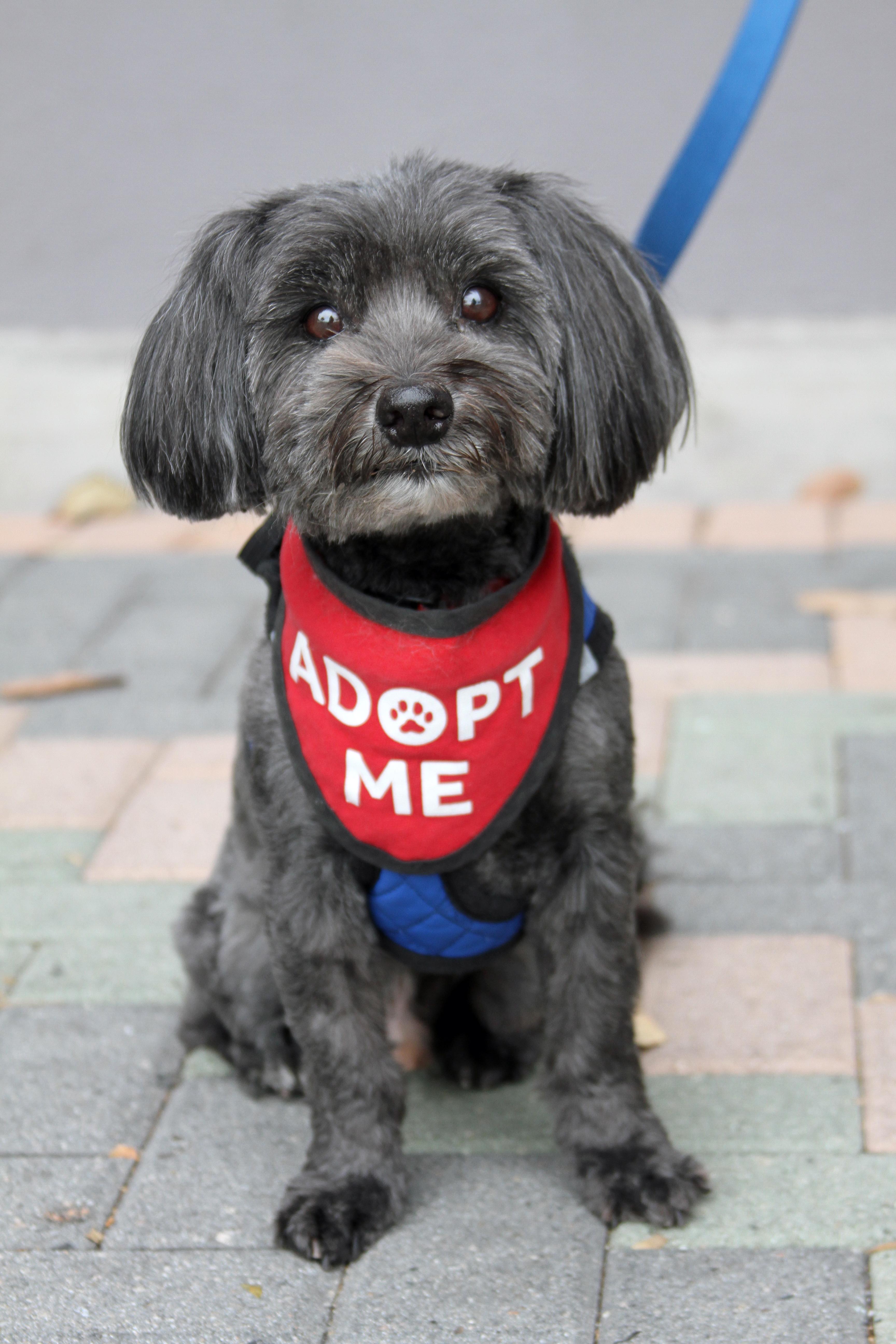 Enlarge Chewie, a Adoptable mixed breed in Mission Viejo, CA image 1/4