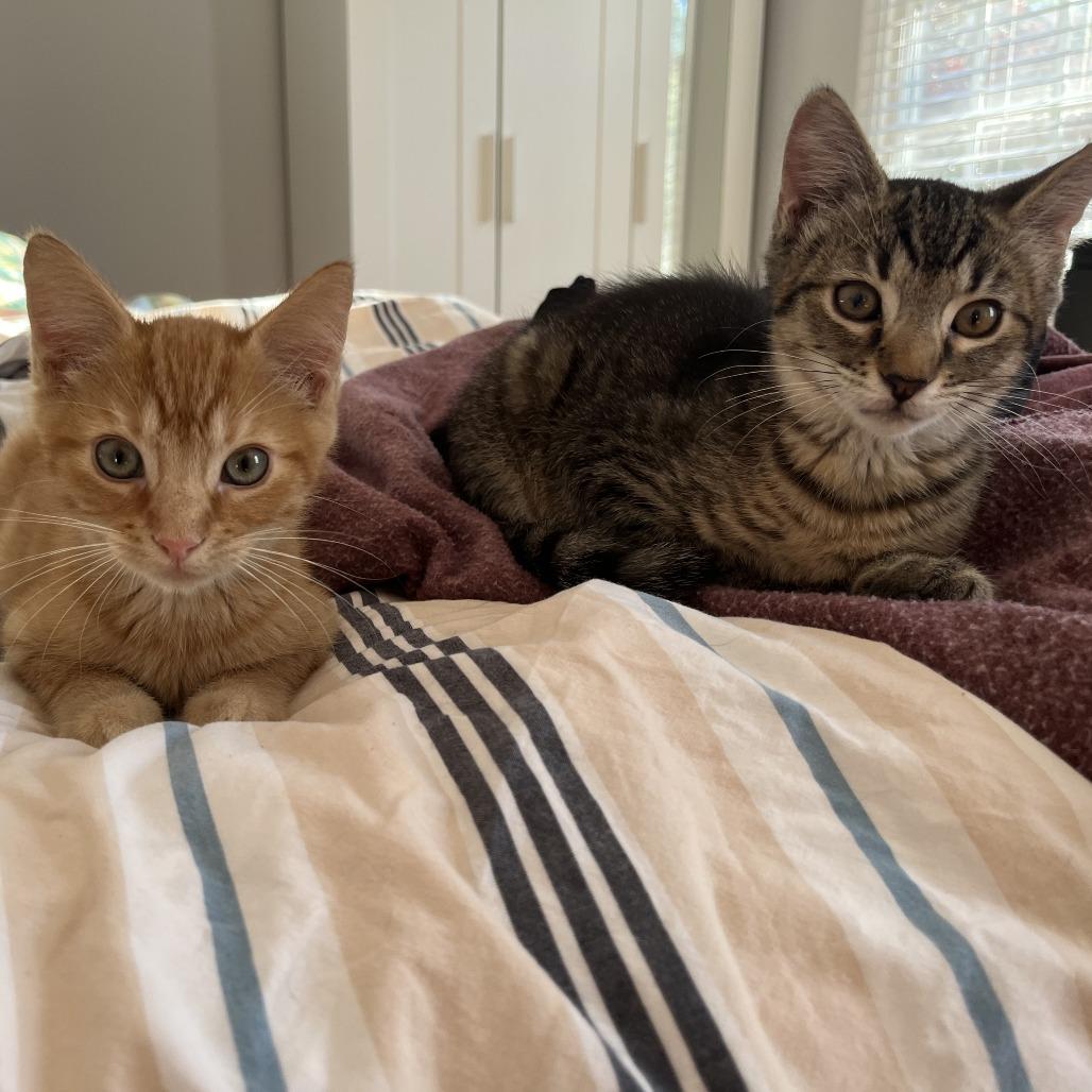 CJ, Adoptable, Kitten Male Domestic Short Hair.