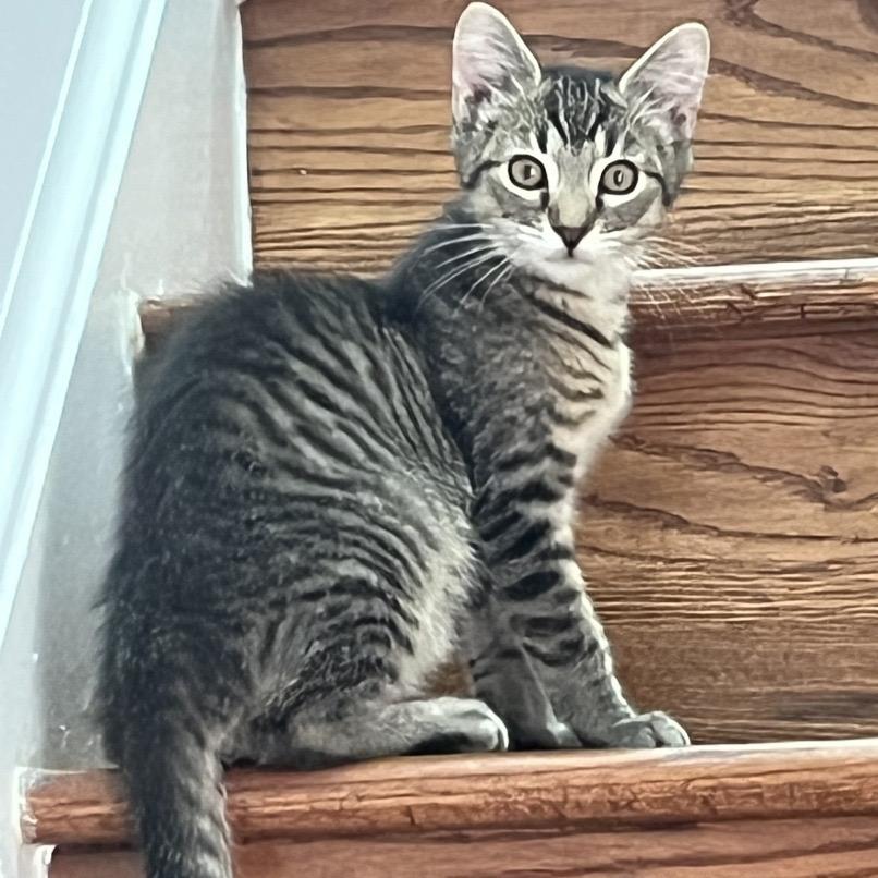 Enlarge CJ, a Adoptable Domestic Short Hair in Richmond, VA image 2/3