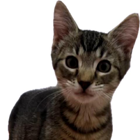 Enlarge CJ, a Adoptable Domestic Short Hair in Richmond, VA image 3/3