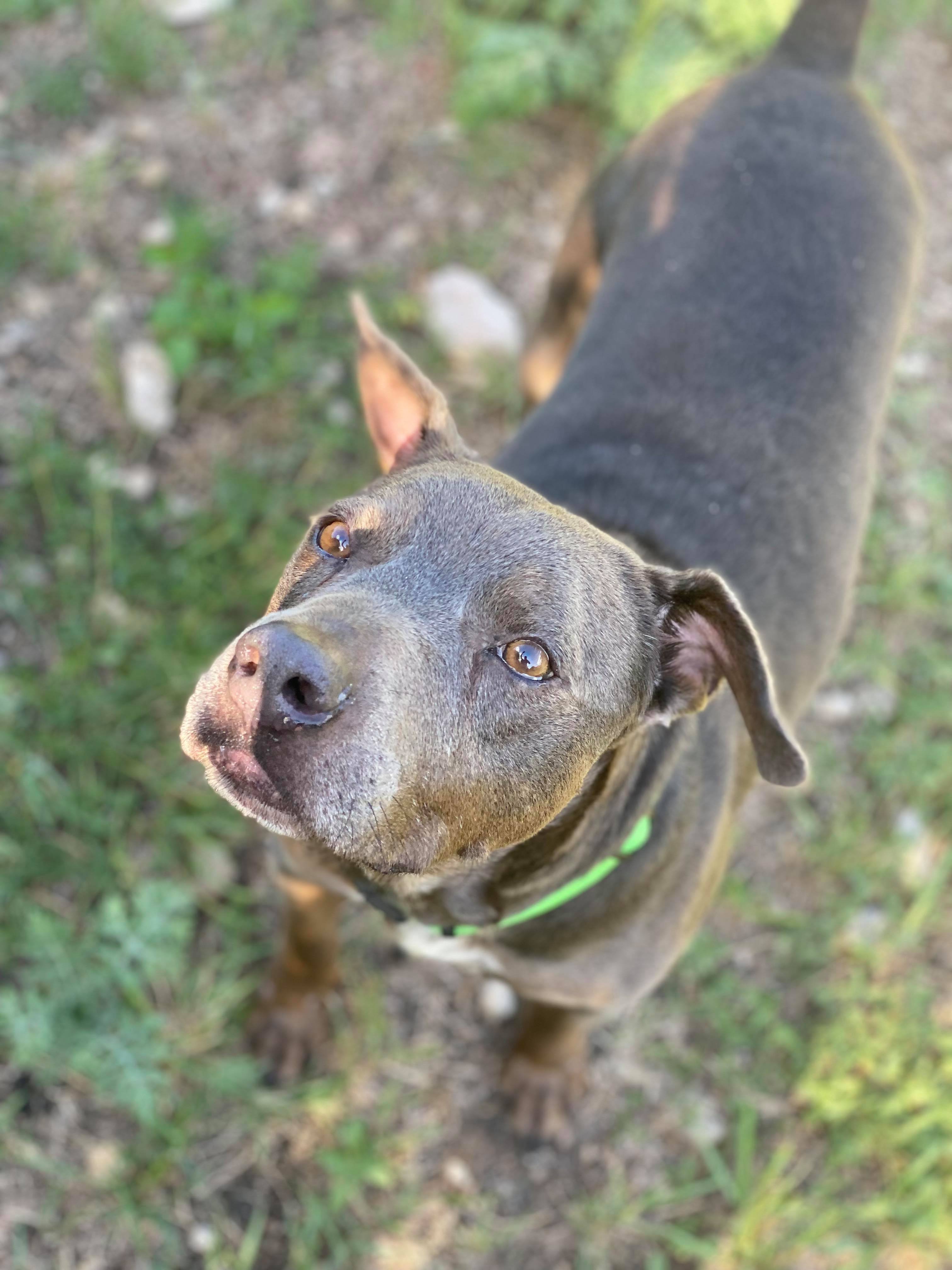 Enlarge Montana, a Adoptable mixed breed in Rockford, IL image 2/4