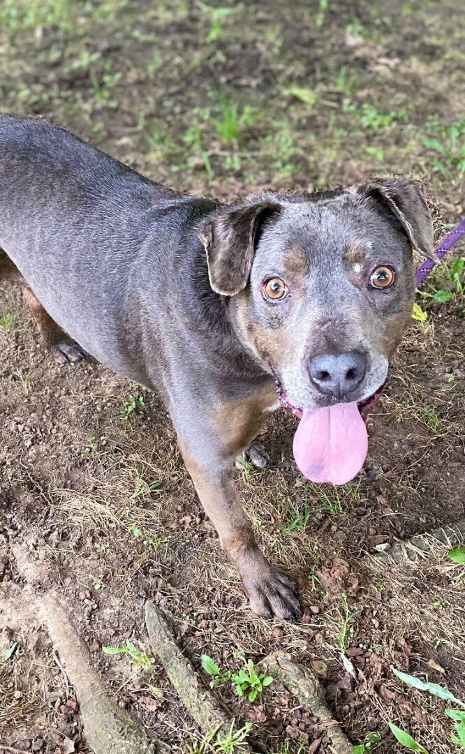 Enlarge Montana, a Adoptable mixed breed in Rockford, IL image 4/4