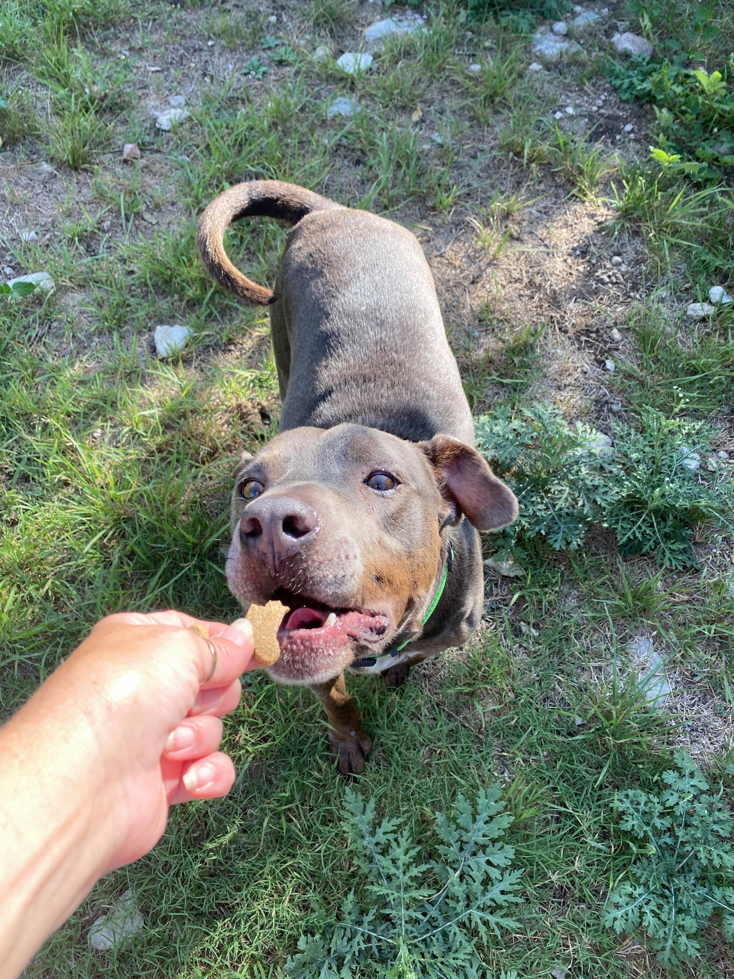 Enlarge Montana, a Adoptable mixed breed in Rockford, IL image 3/4