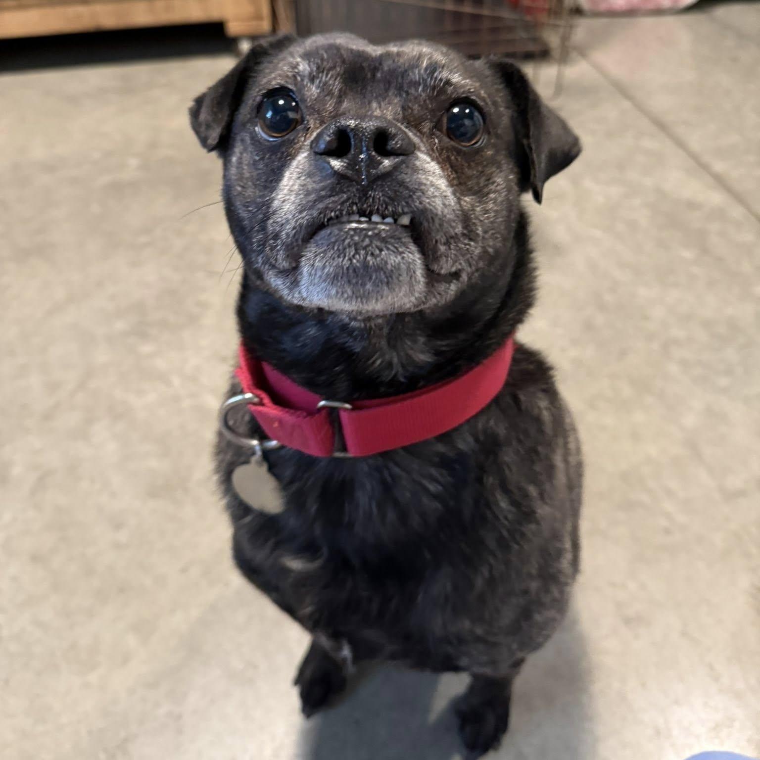 Enlarge Spud, a ADOPTABLE mixed breed in Grafton, OH image 1/5