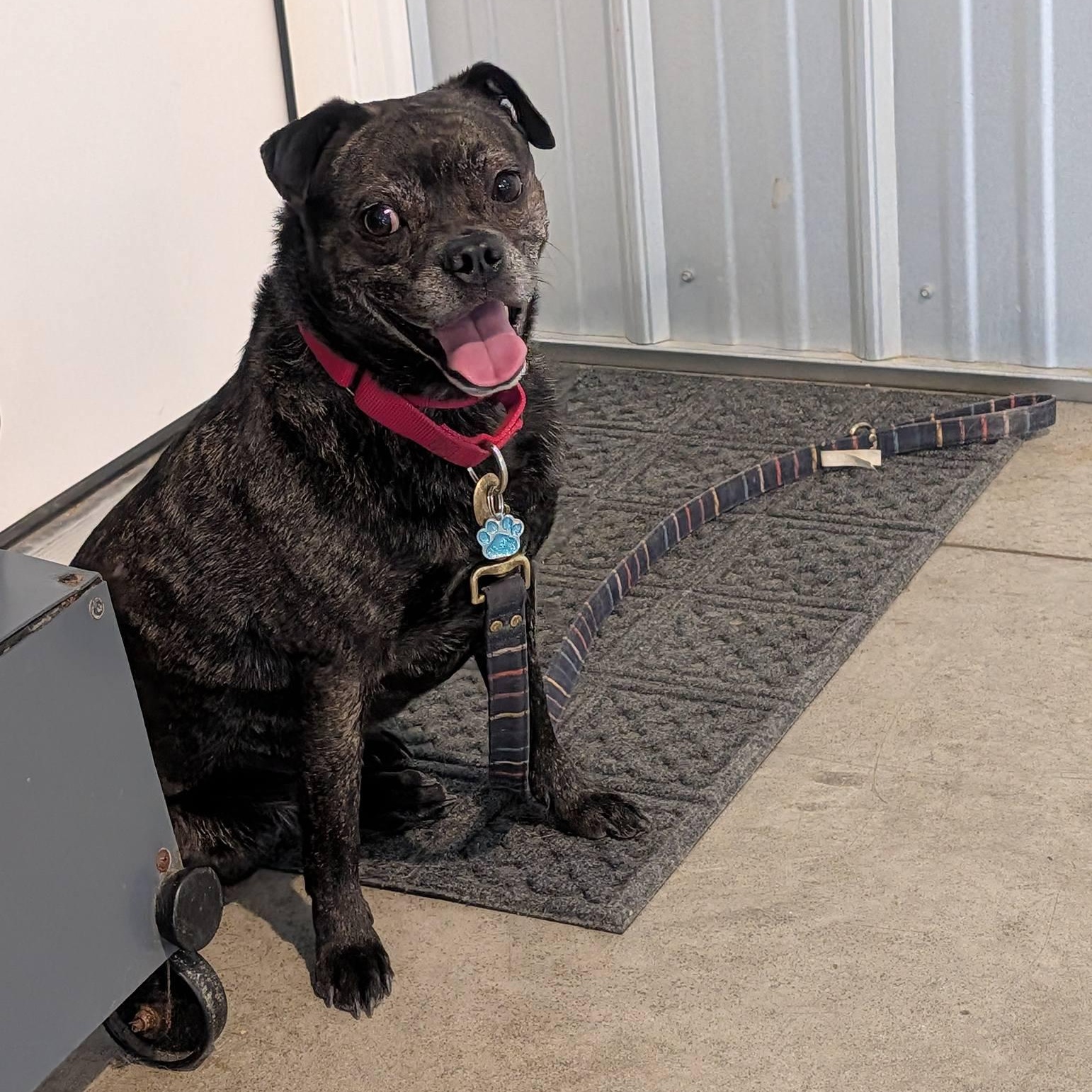 Enlarge Spud, a ADOPTABLE mixed breed in Grafton, OH image 3/5