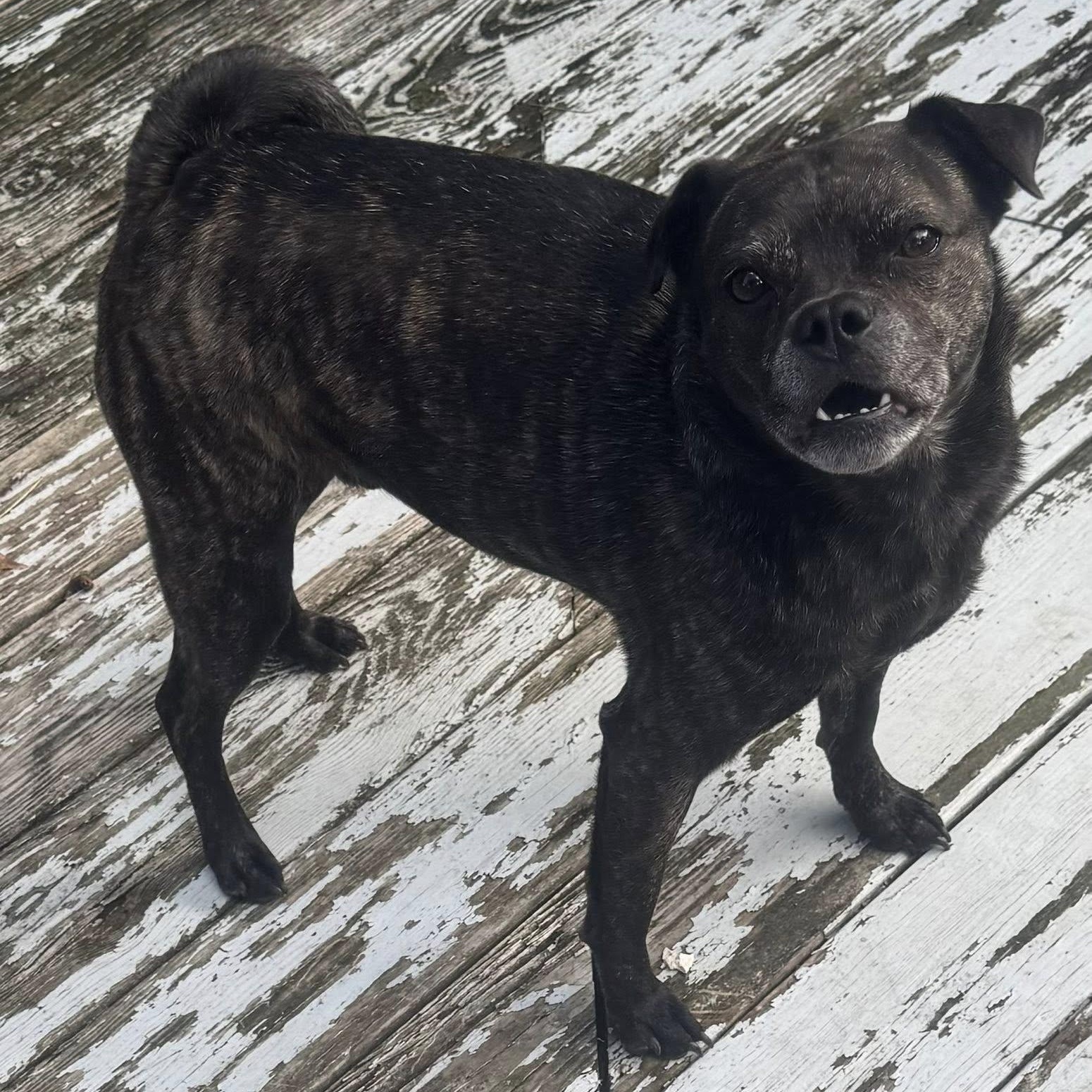 Enlarge Spud, a ADOPTABLE mixed breed in Grafton, OH image 4/5