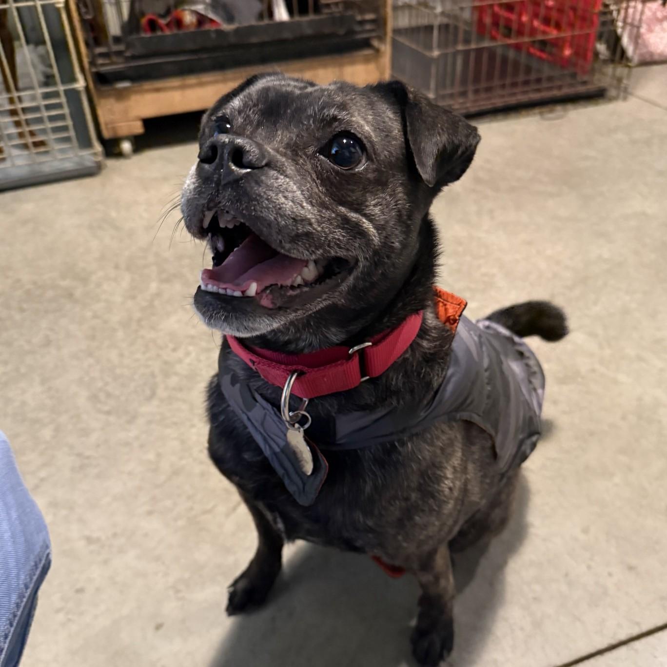 Enlarge Spud, a ADOPTABLE mixed breed in Grafton, OH image 5/5