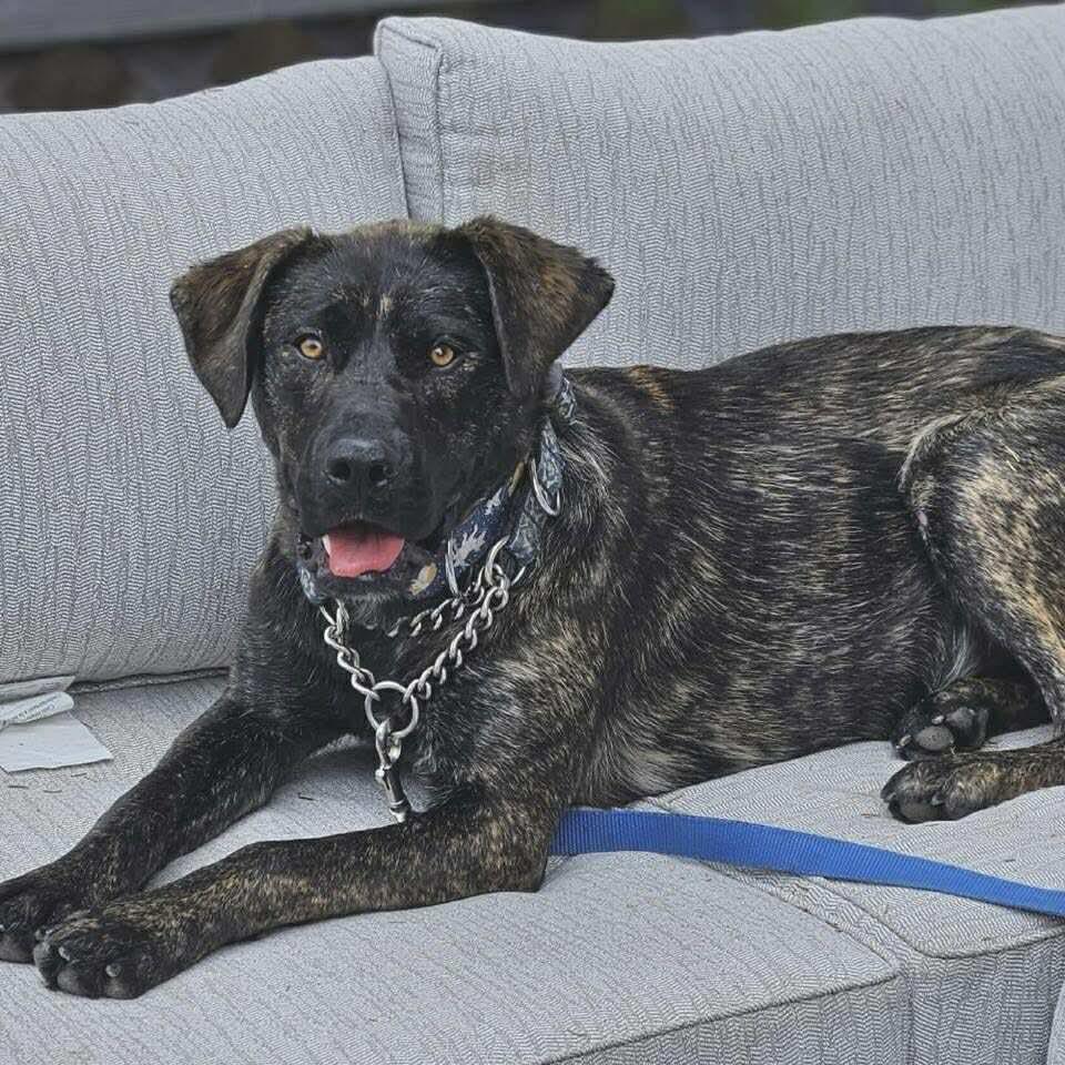 Nova, an adoptable Mastiff in Winnipeg, MB, R2C 1P2 | Photo Image 4
